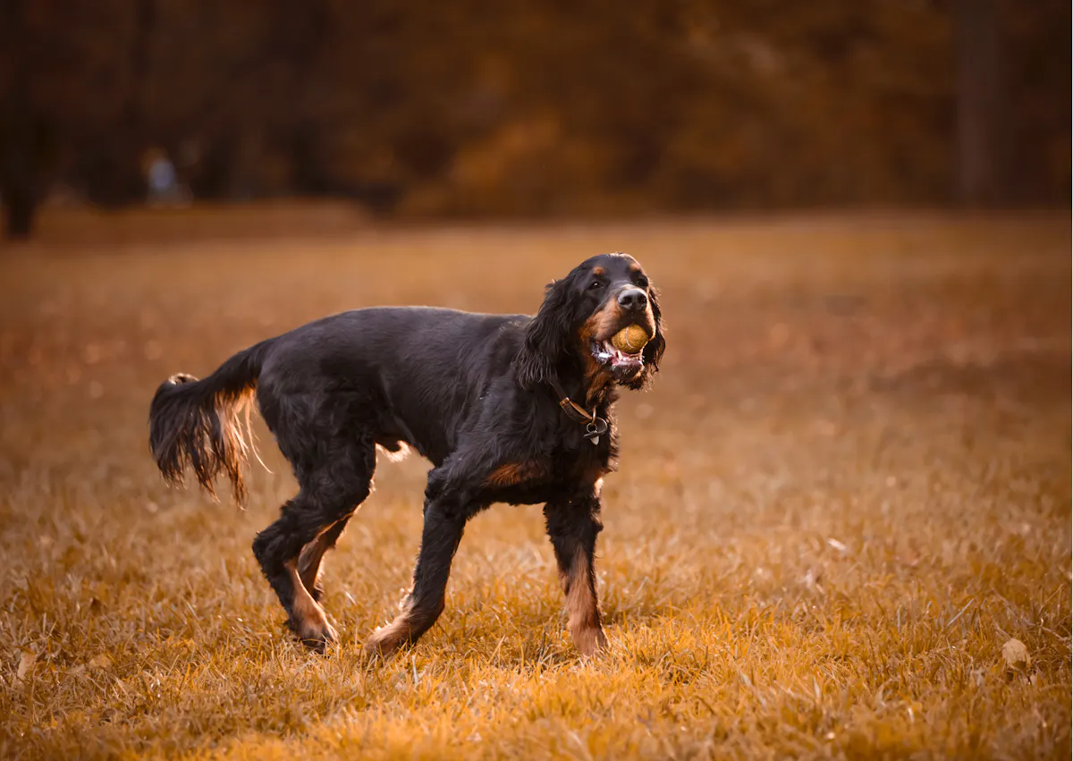 Setter Gordon qui marche dans un champs, il a une balle dans la gueule