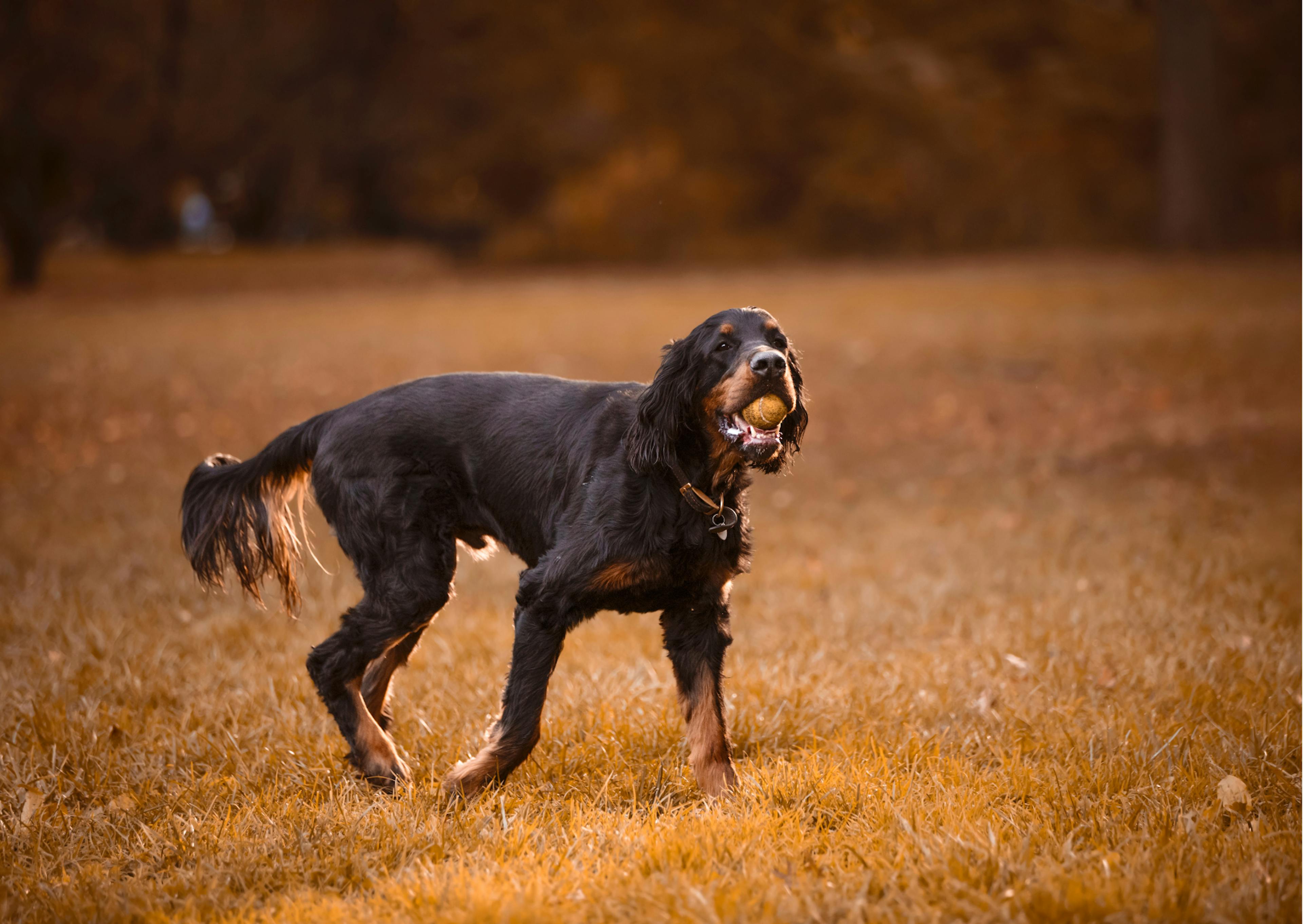 Setter Gordon qui marche dans un champs, il a une balle dans la gueule 