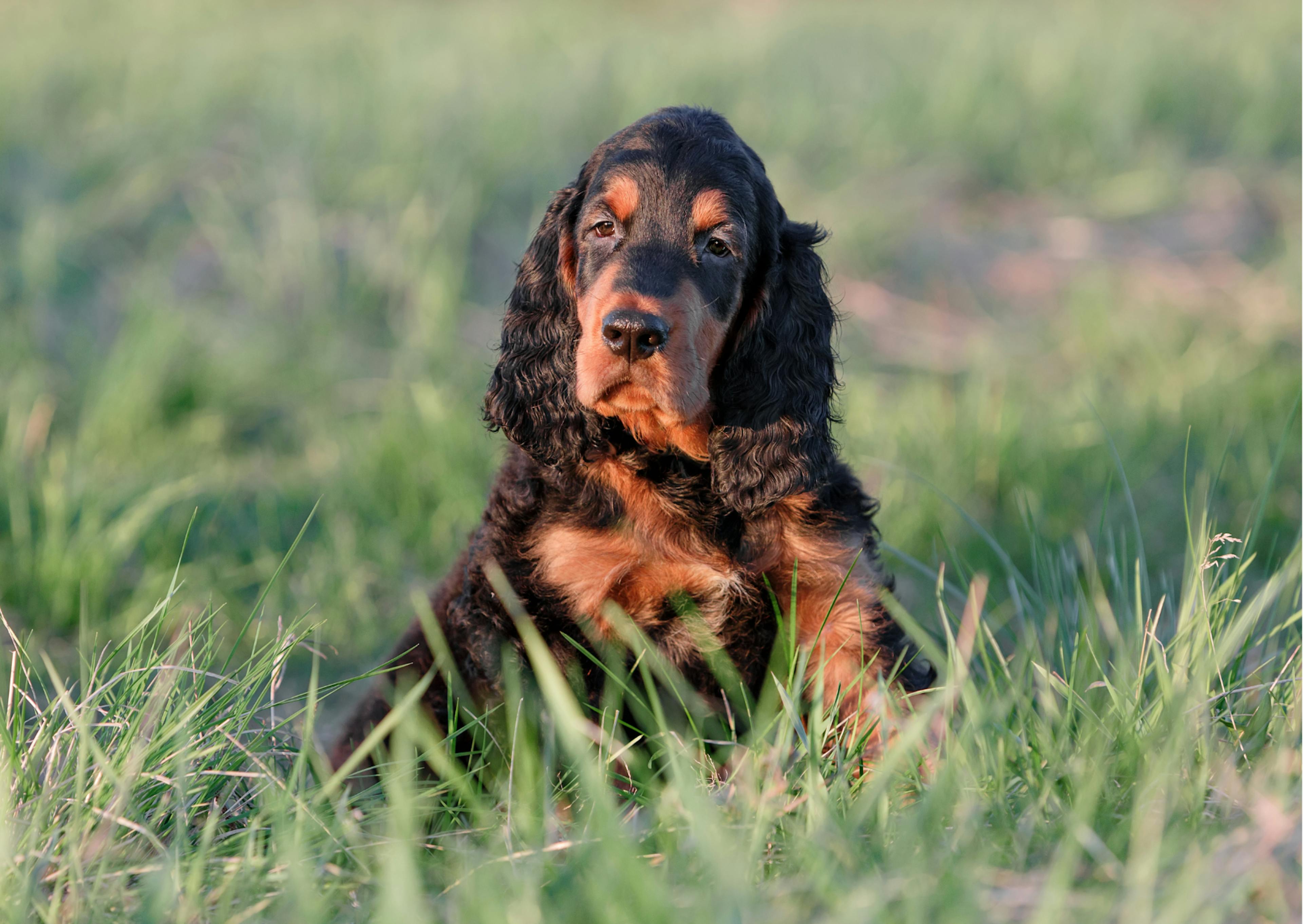 Setter Gordon chiot, il est assis dans l'herbe 