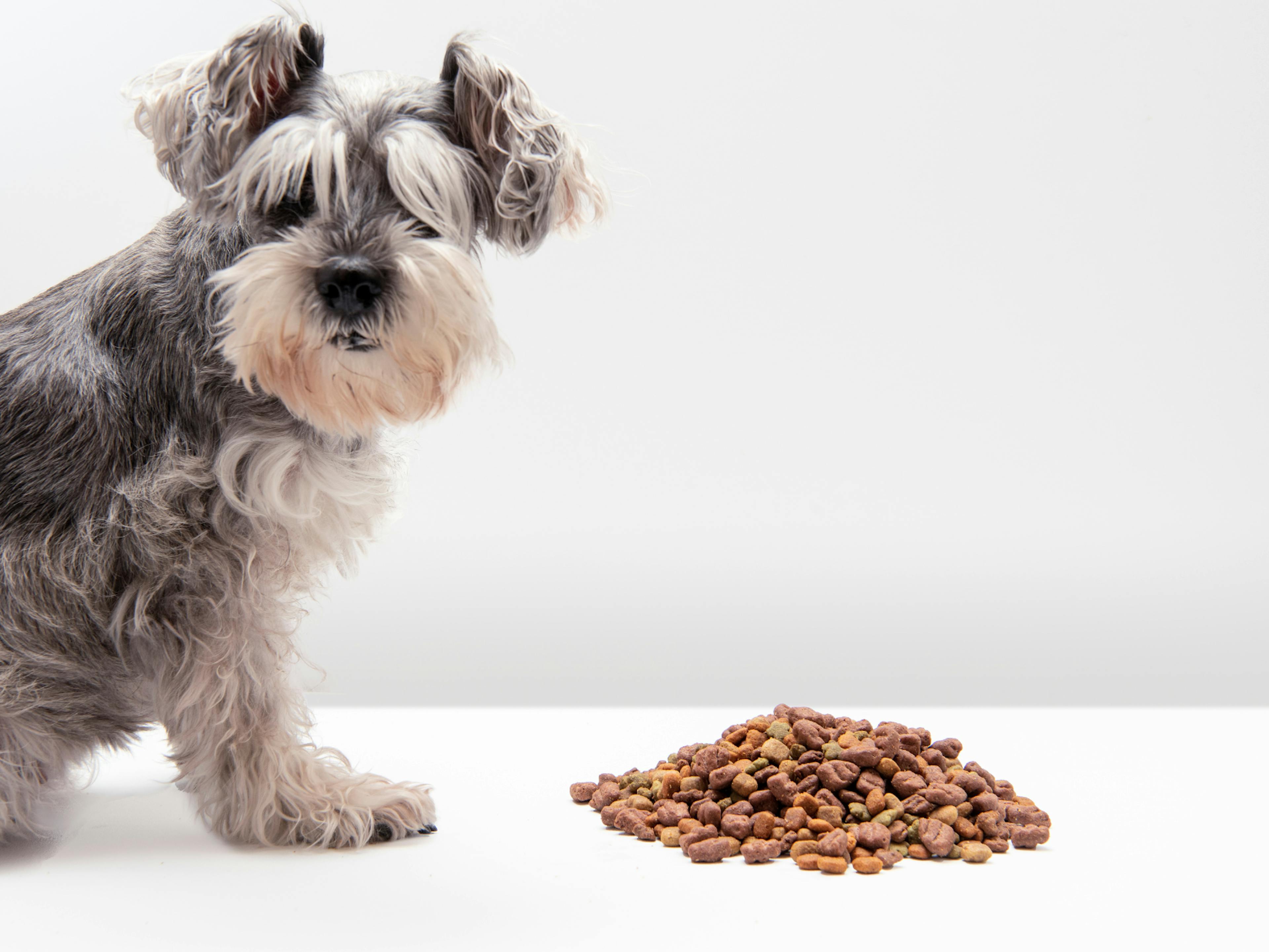 Croquettes posées sur une table blanche, un chien attend à côté