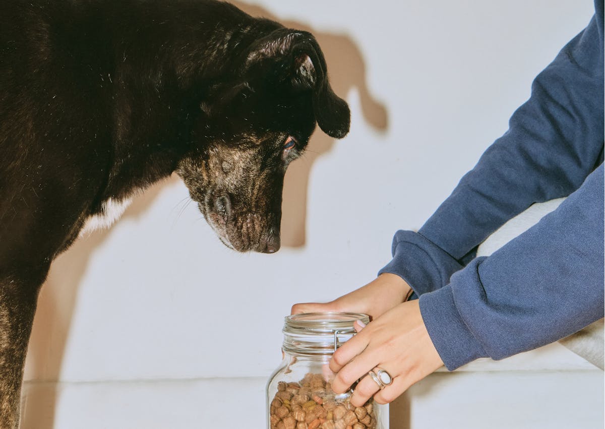 un chien attend que son maitre ouvre un pot de croquette devant lui 