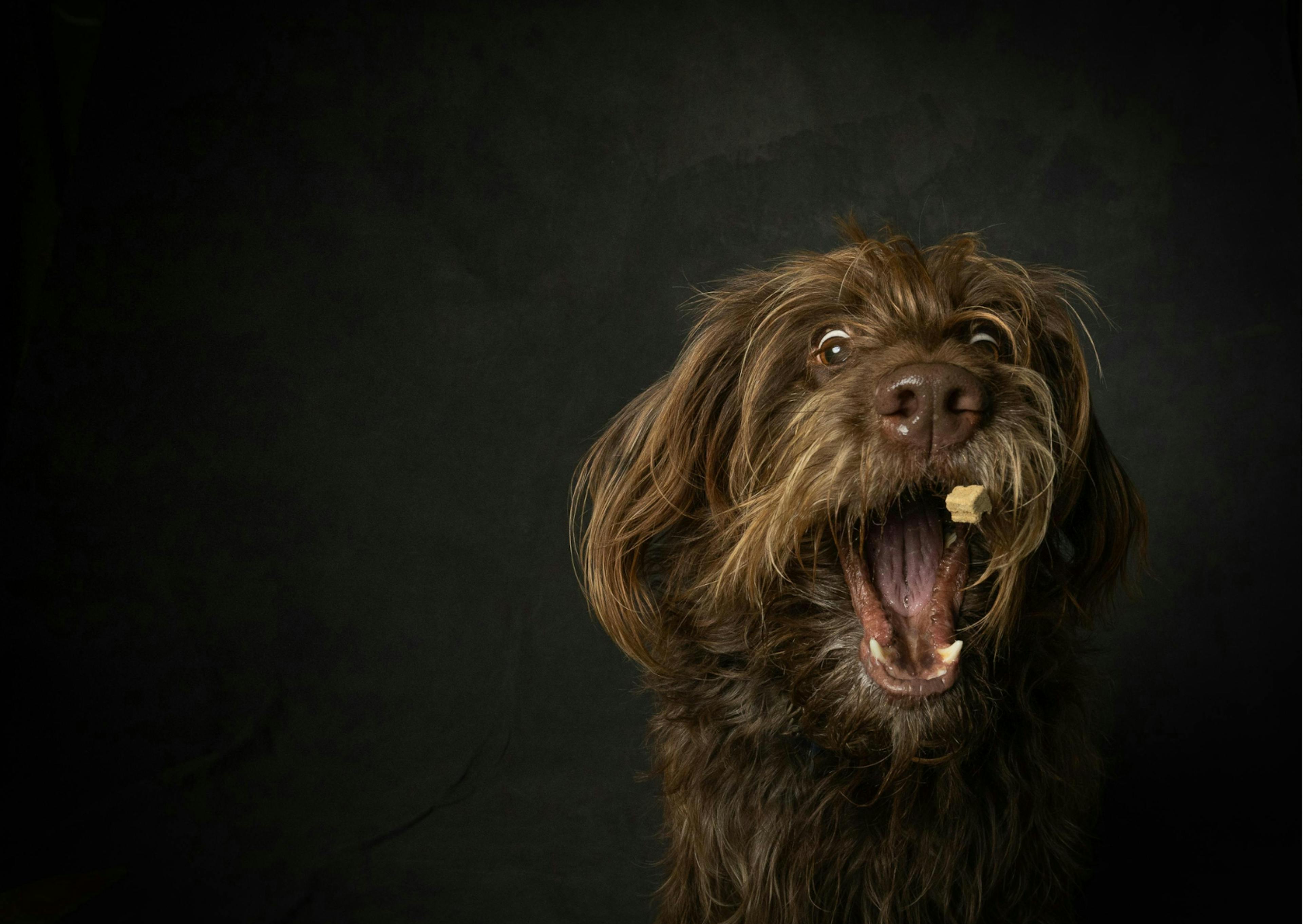Un chien essaie d'attraper une croquette 