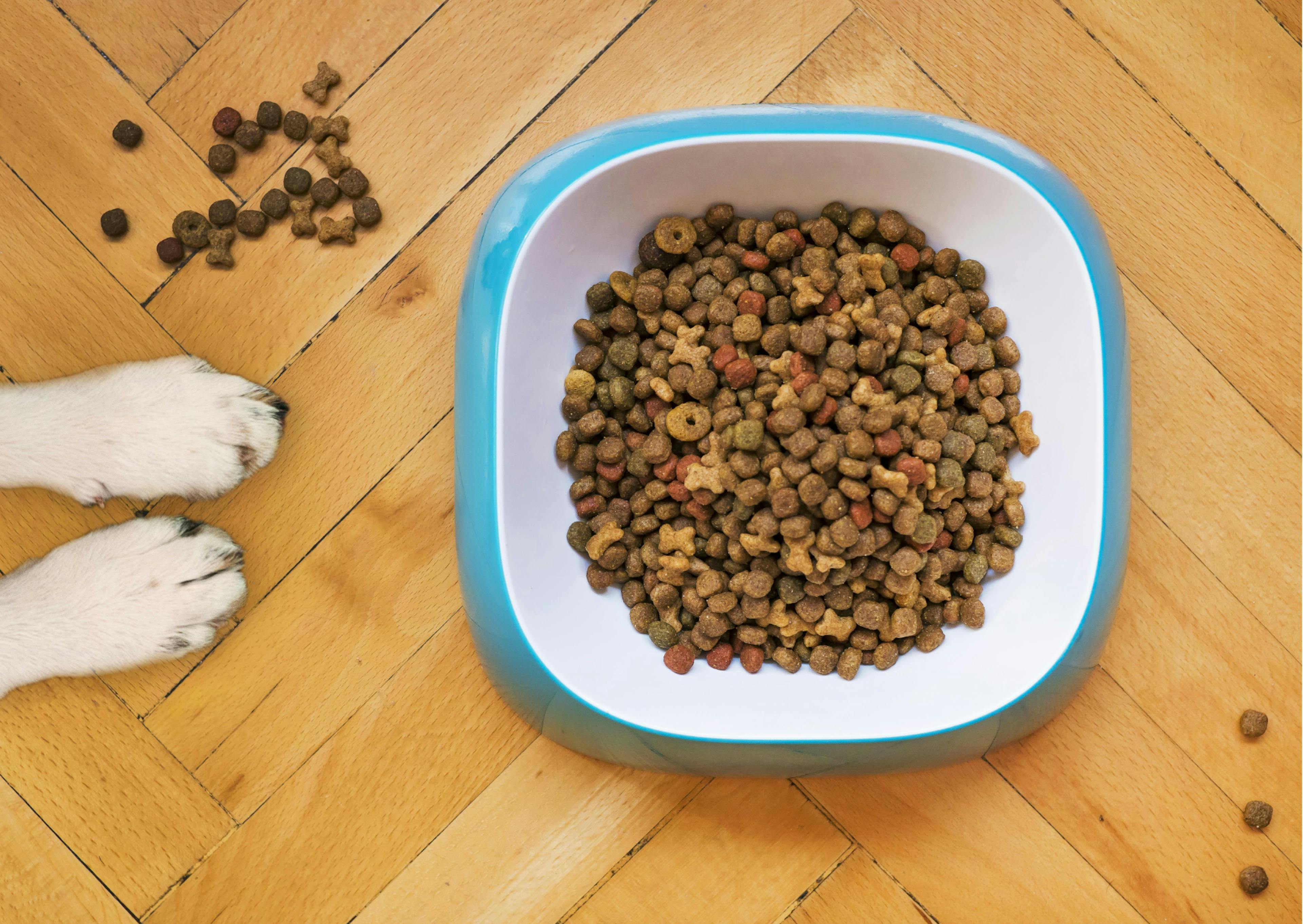 un chien à les pattes qui entrent dans le cadre, on voit au centre un bol de croquettes