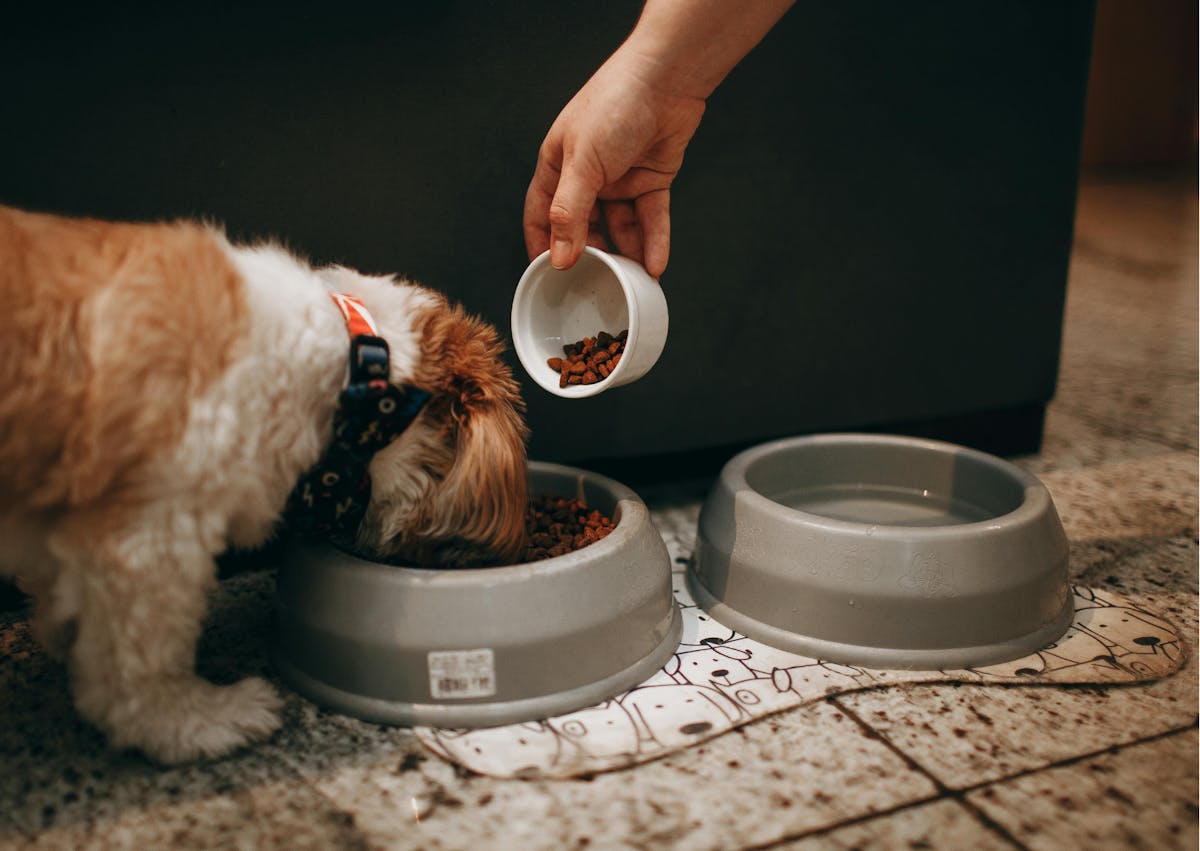 un humain donne des croquettes à son chien dans sa gamelle 