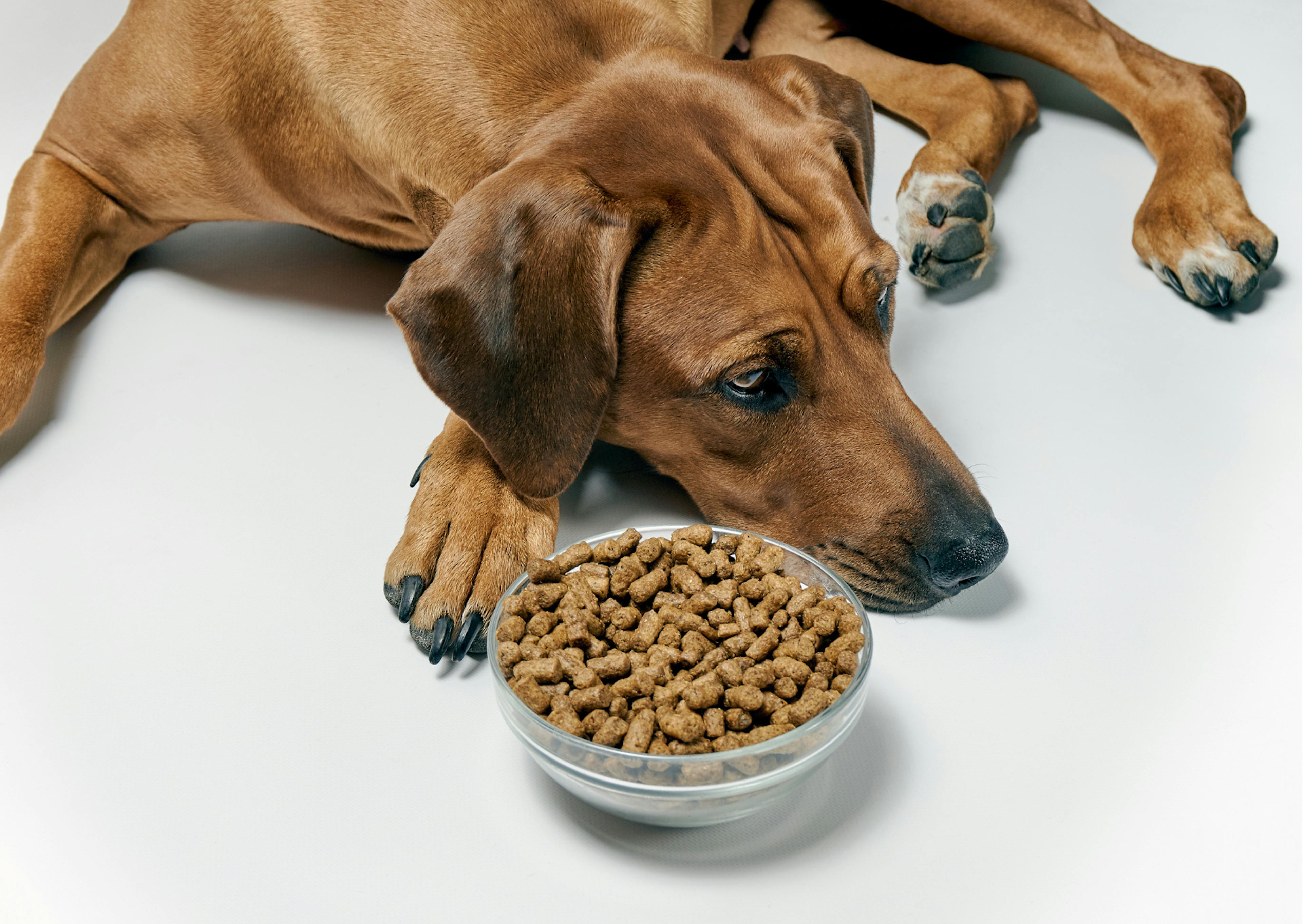 un bol de croquette devant un chien pas interessée et couché