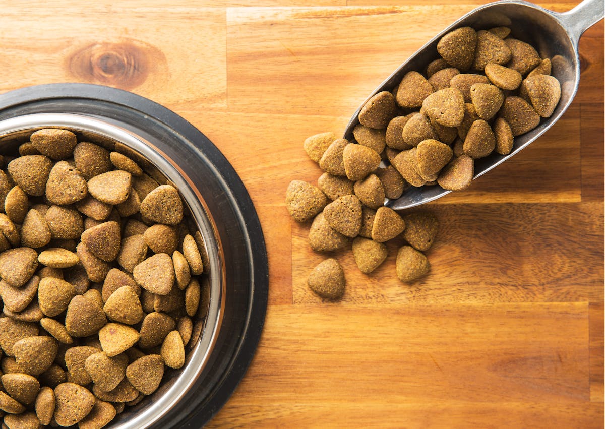 gamelle avec des croquettes à l'interieur