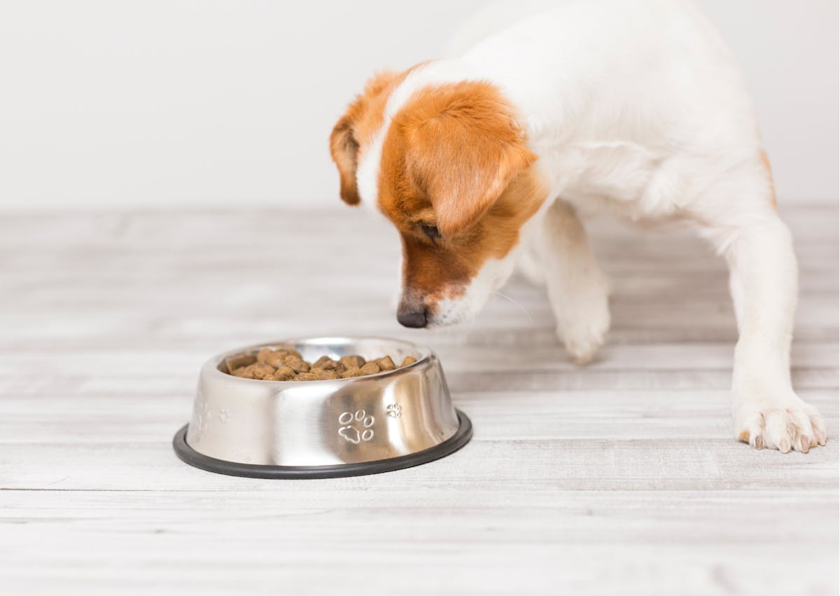 un chien curieux des croquettes qu'il y a dans sa gamelle 