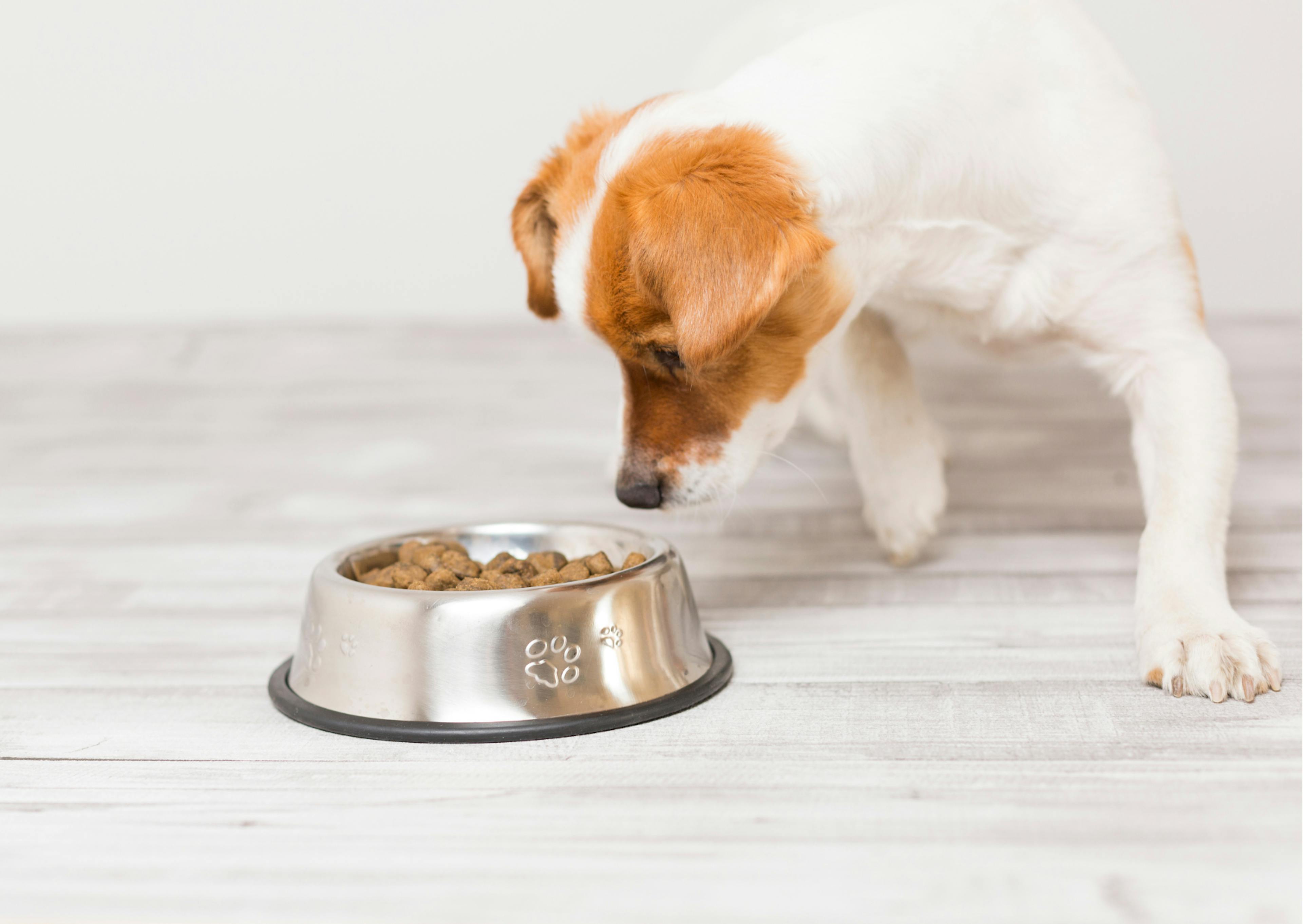 un chien curieux des croquettes qu'il y a dans sa gamelle 