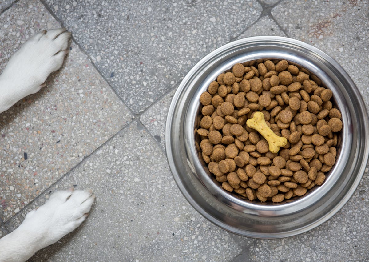 des pattes de chiens arrivent dans le champs, on voit une gamelle pleine de croquettes par terre