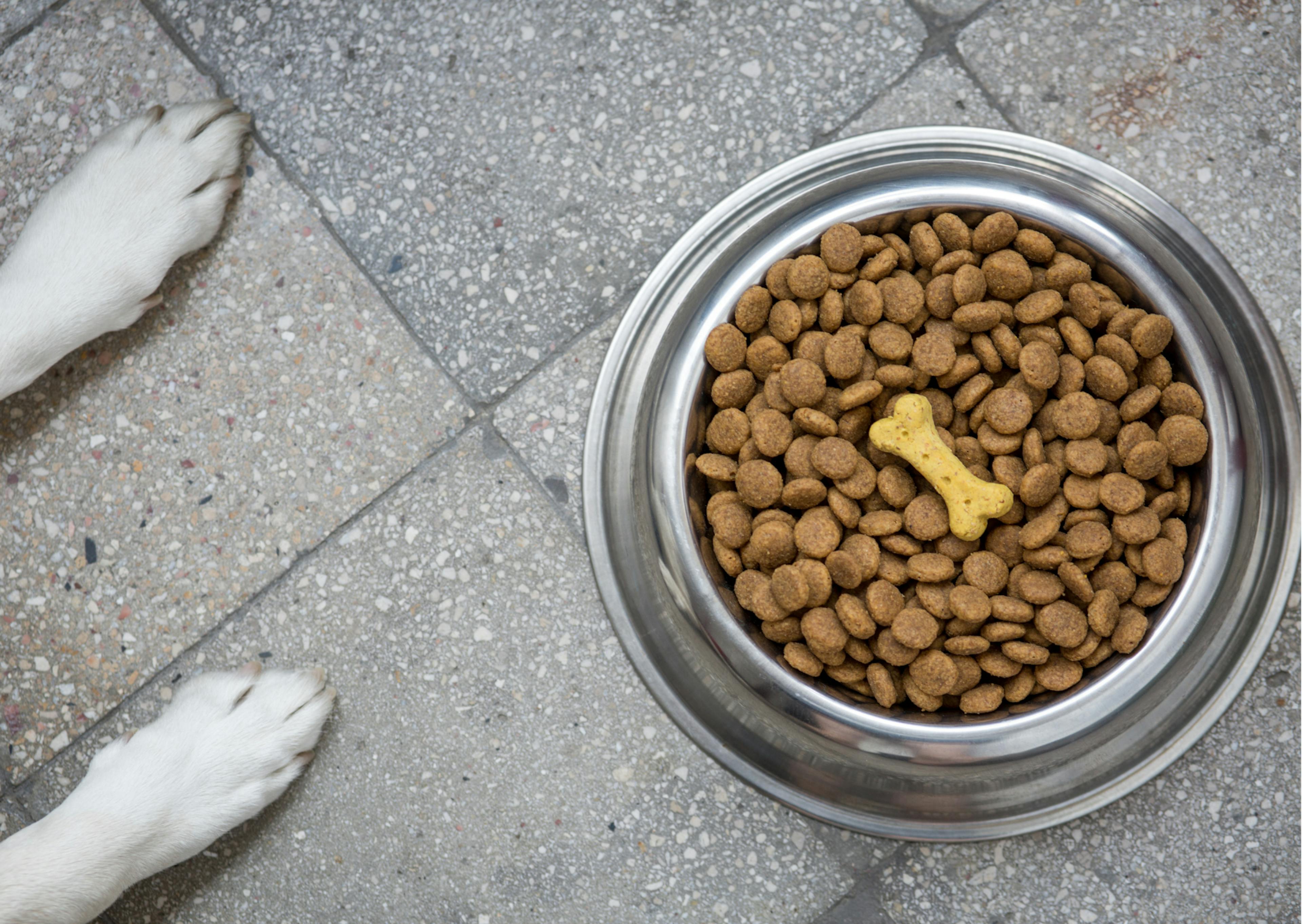 des pattes de chiens arrivent dans le champs, on voit une gamelle pleine de croquettes par terre 