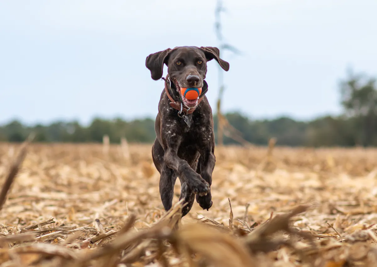 Braque allemand qui court avec une balle rouge dans la gueule