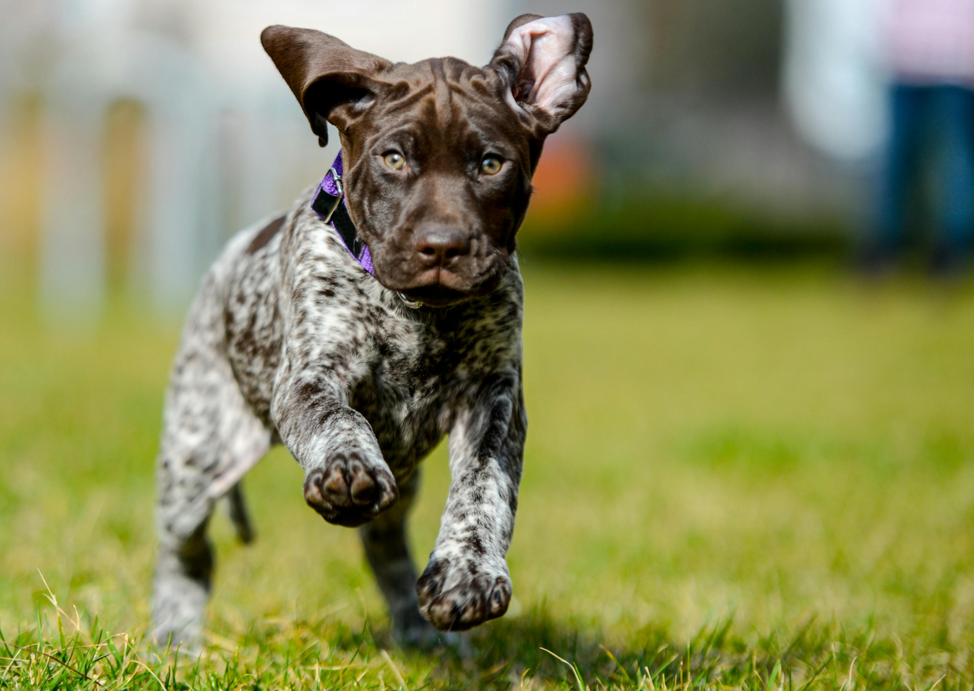 Chiot braque allemand qui court dans l'herbe 
