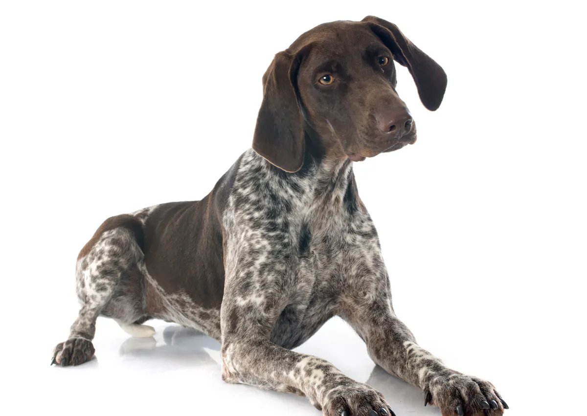 Braque allemand qui est couché, il regarde devant lui l'air curieux