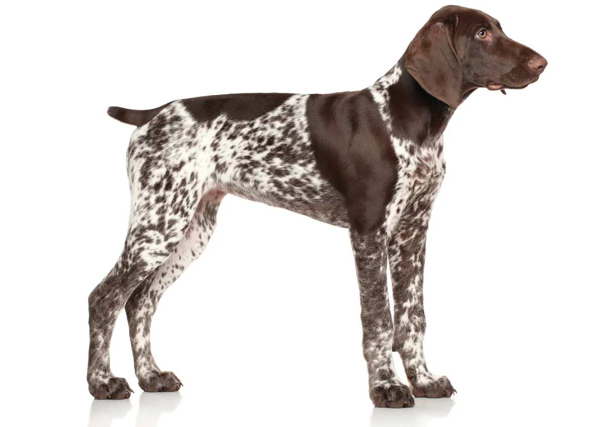 Braque allemand debout, il regarde droit devant lui