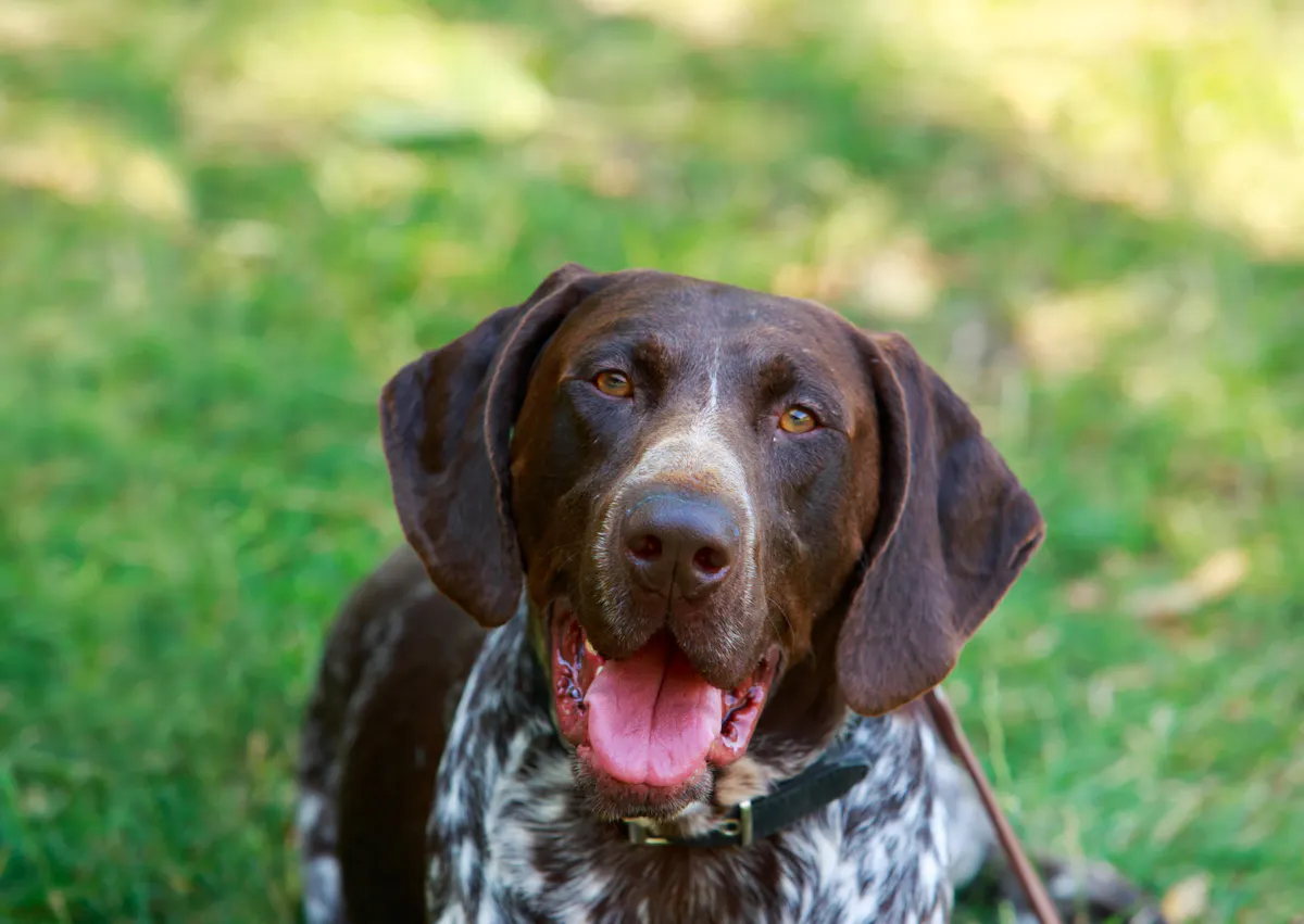 Braque allemand qui regarde la caméra en tirant la langue 