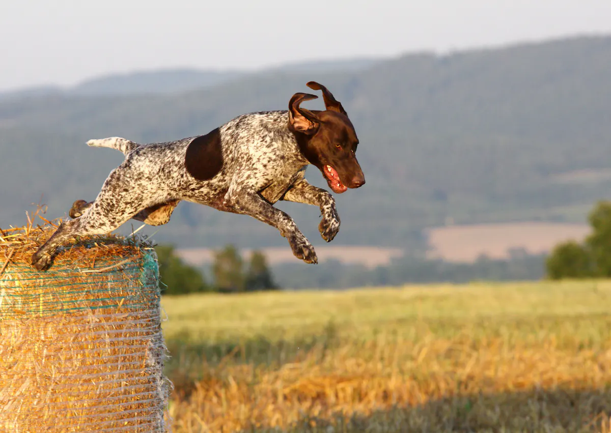 Braque allemand qui saute d'une botte de foin