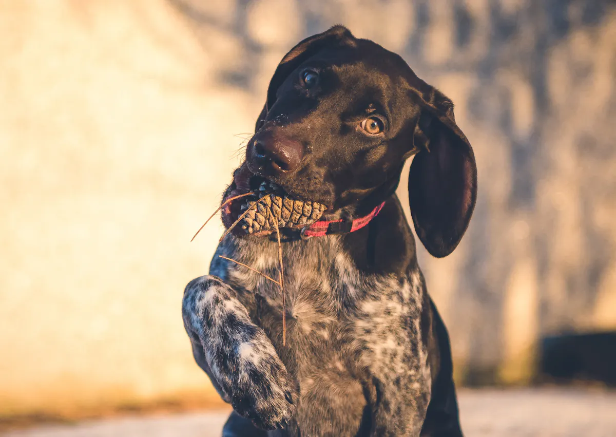 Braque allemand qui joue avec un une pomme de pain, il met sa patte vers sa bouche 
