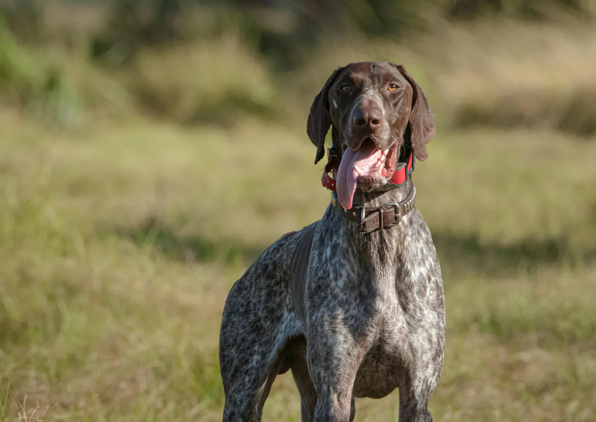 Braque allemand quyi regarde au loin, il tire la langue