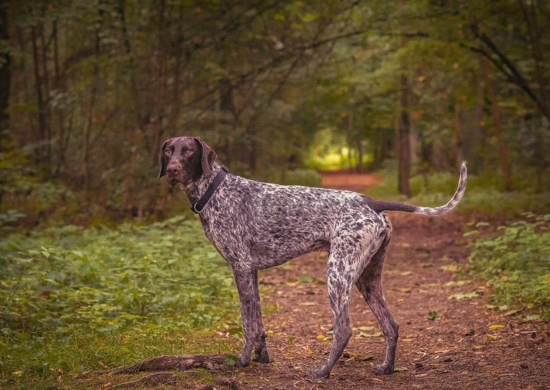 Braque allemand dans un chemain de forêt, il regarde derrière lui