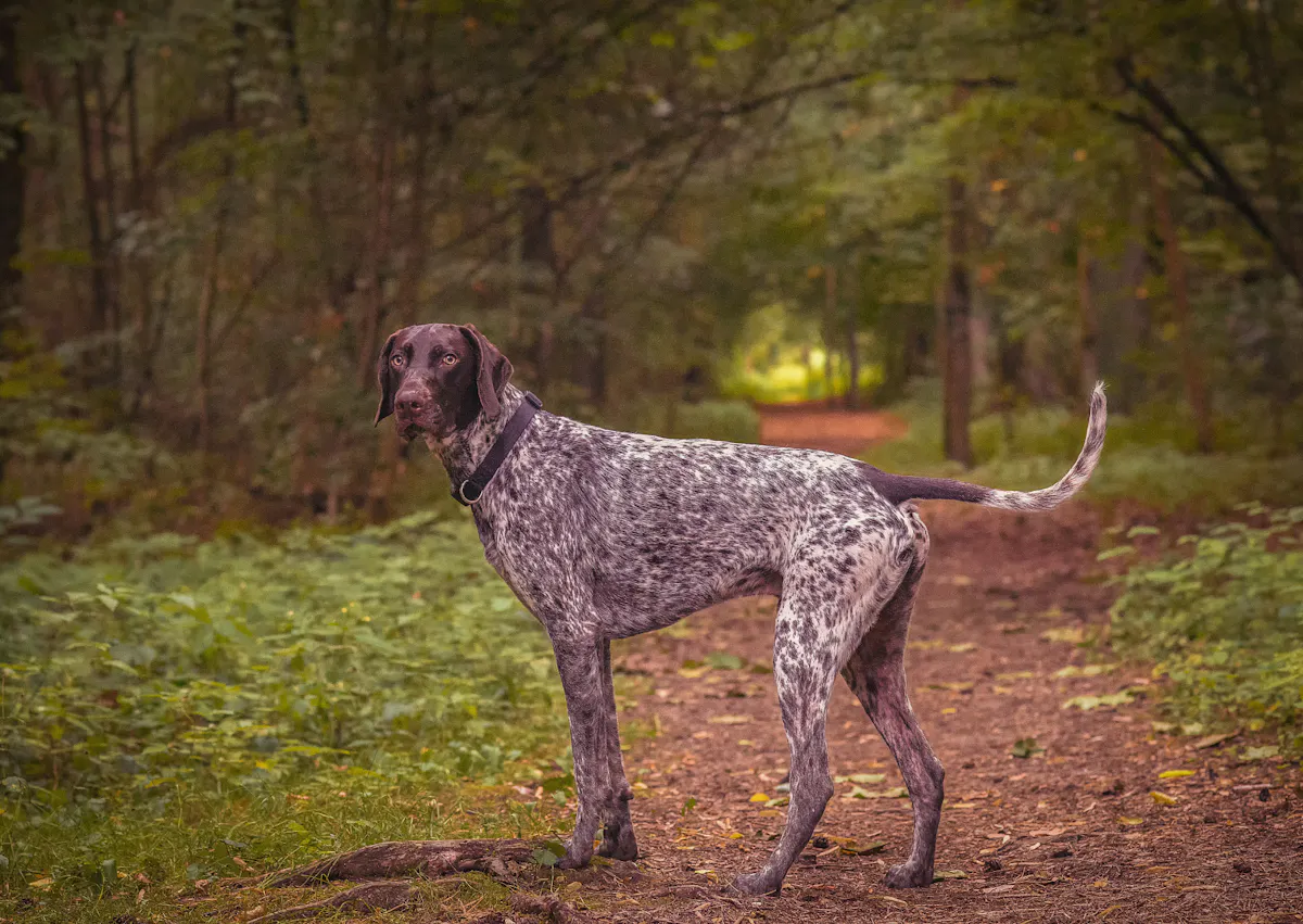 Braque allemand dans un chemain de forêt, il regarde derrière lui 