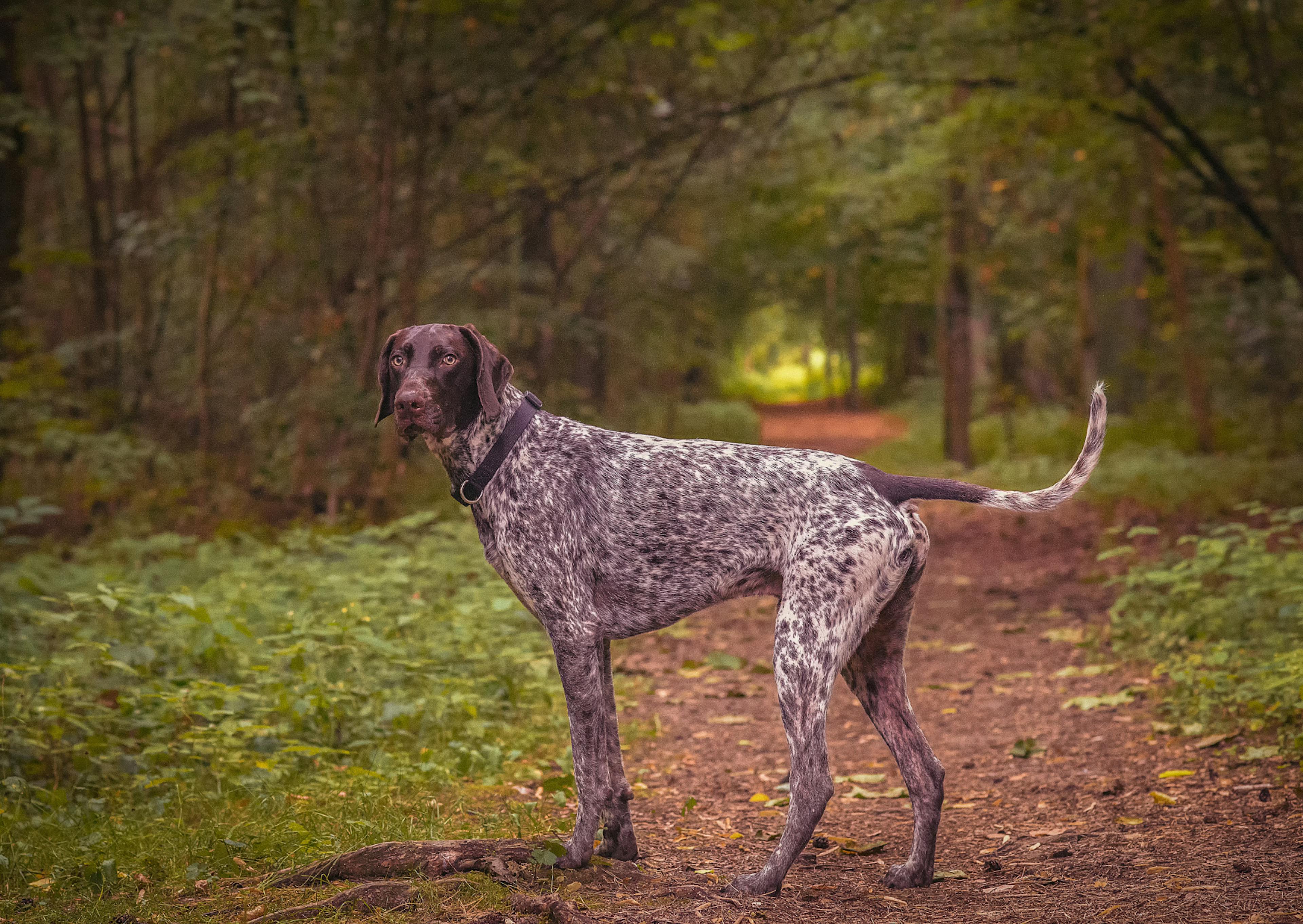Braque allemand dans un chemain de forêt, il regarde derrière lui 