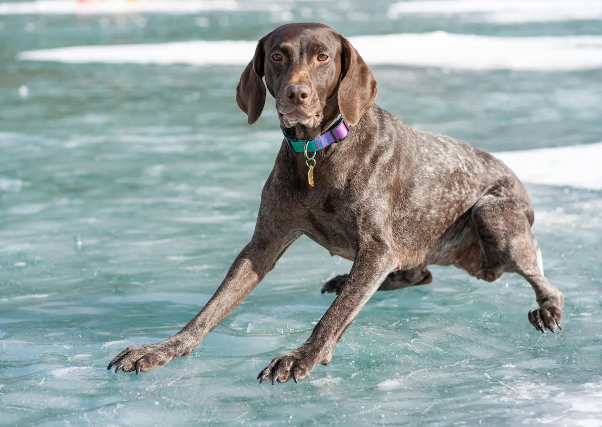 Braque allemand sur un bloque de glace, il glisse assis
