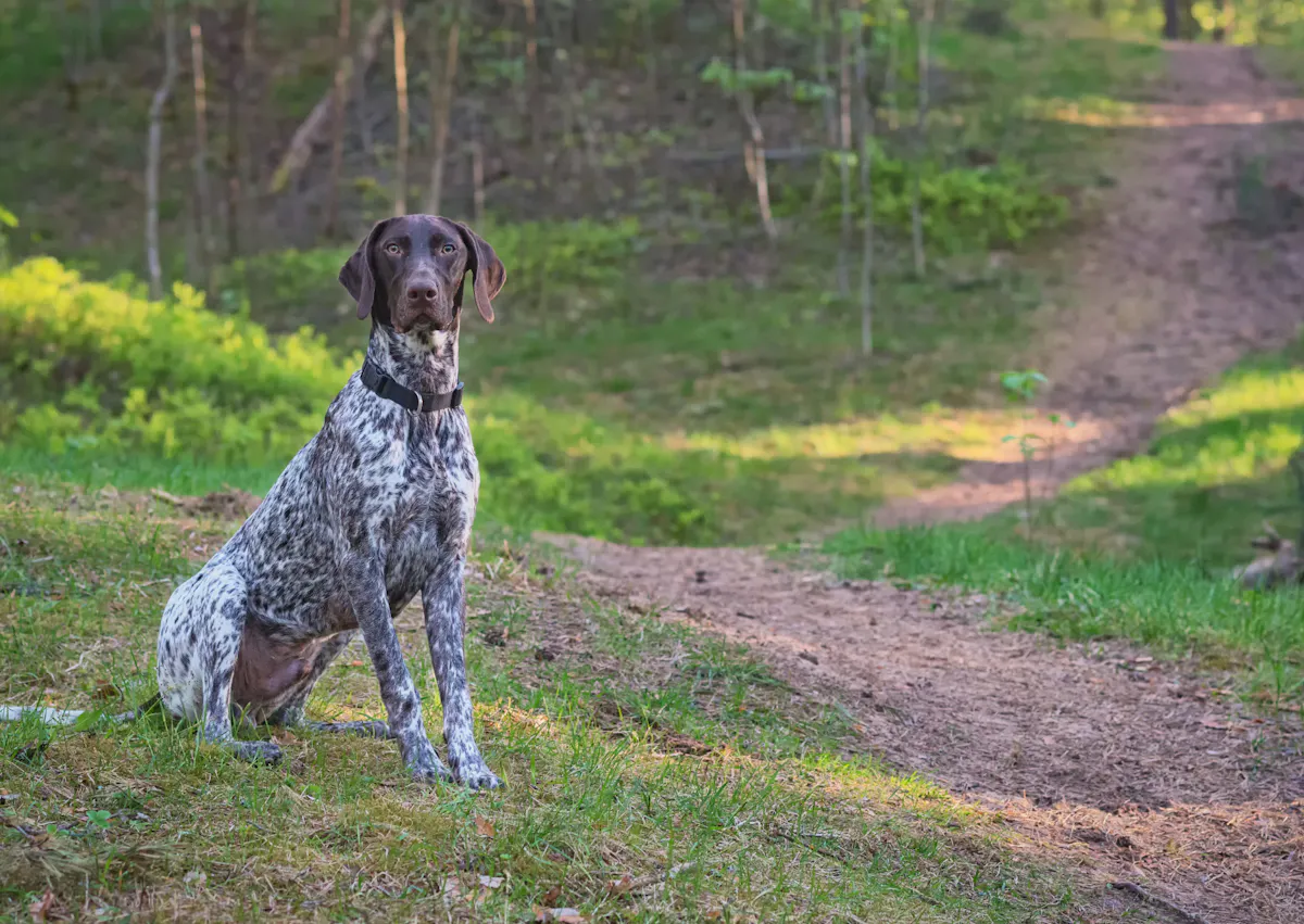 Braque allemand assis sur un chemain de forêt