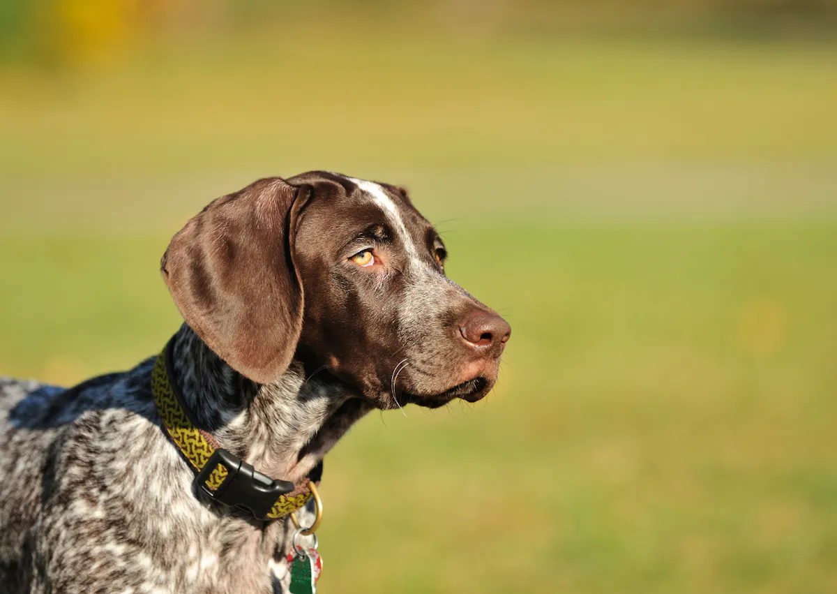 Braque allemand qui regarde devant lui