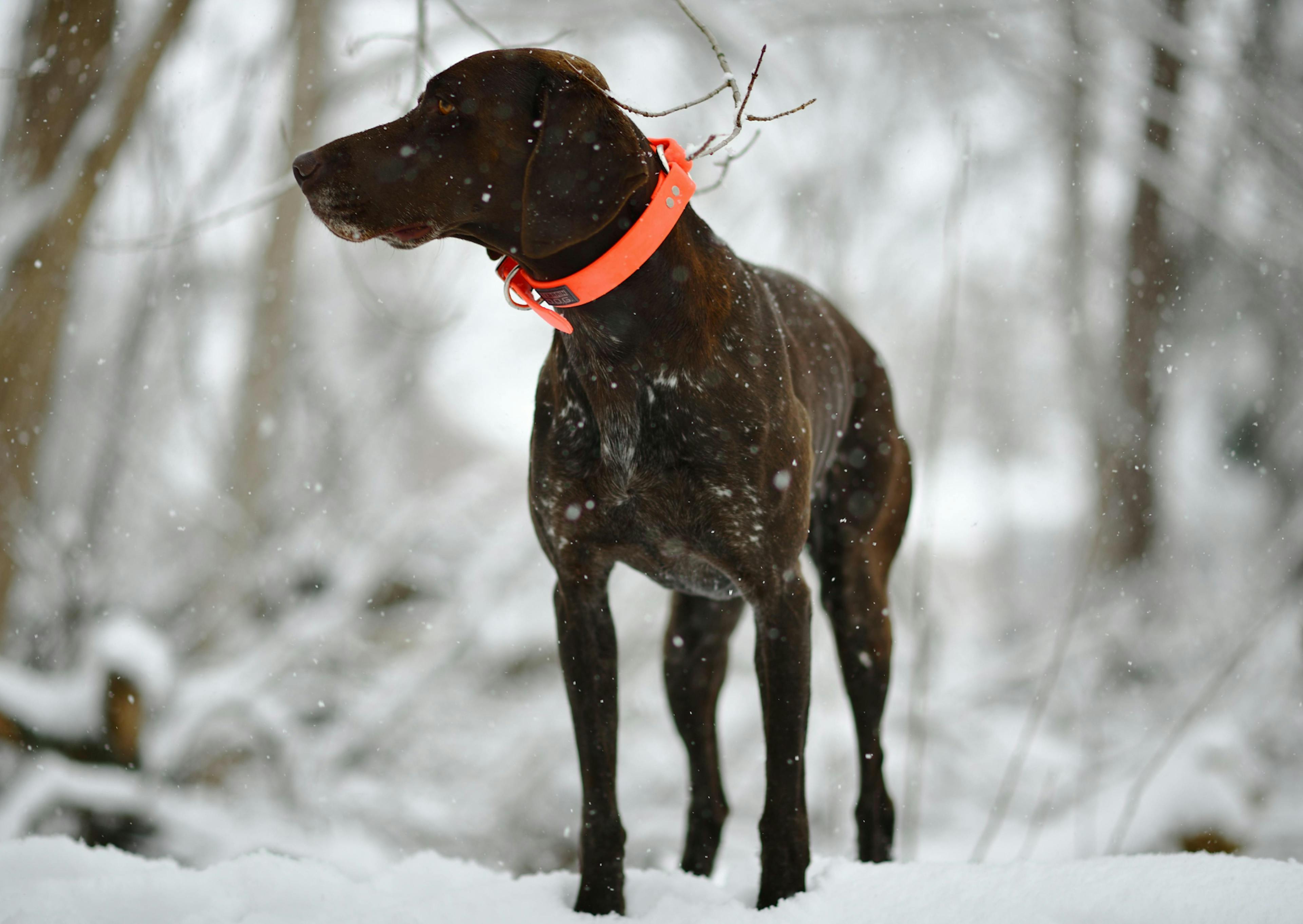 Braque allemand dans la neige, il a un collier orange et regarde à côté de lui 