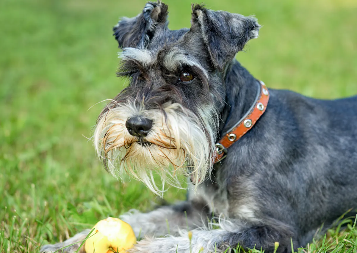 Schnauzer qui joue avec une balle et regarde au loin