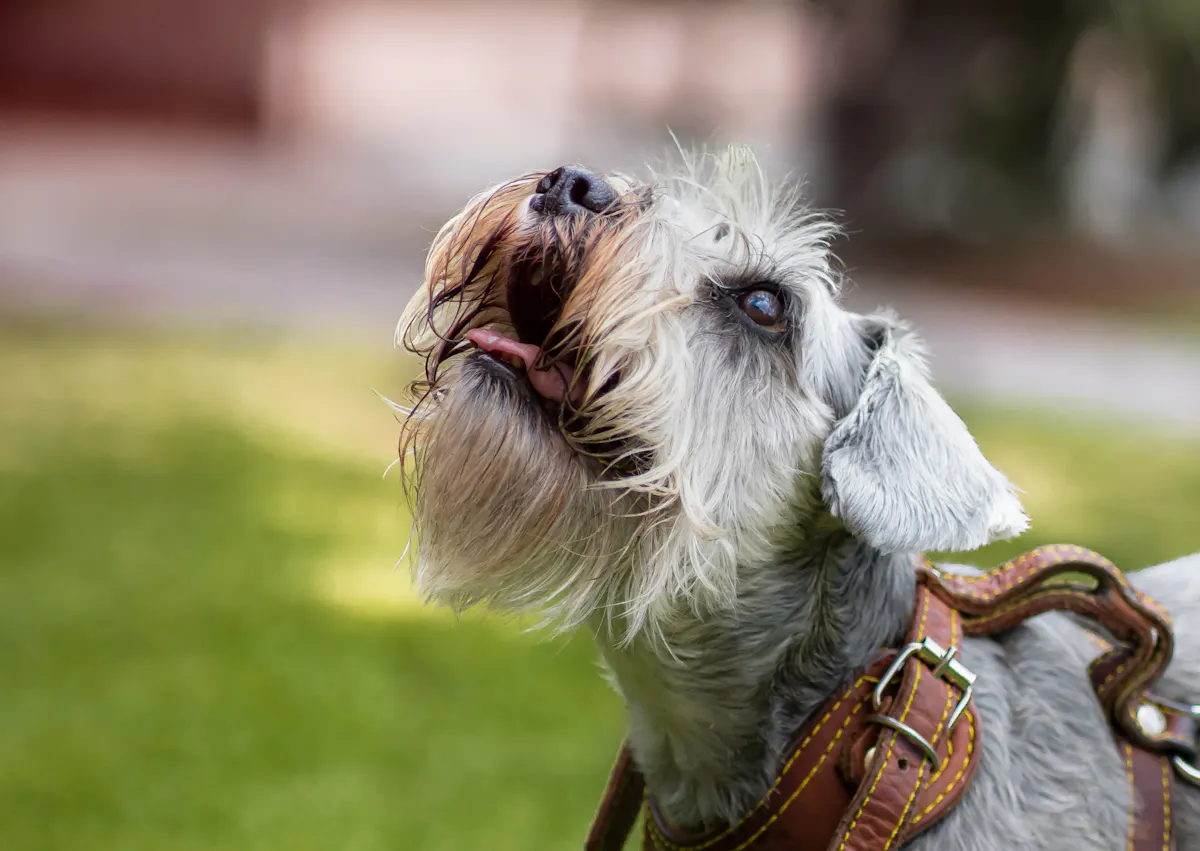 Schnauzer qui regarde vers le haut