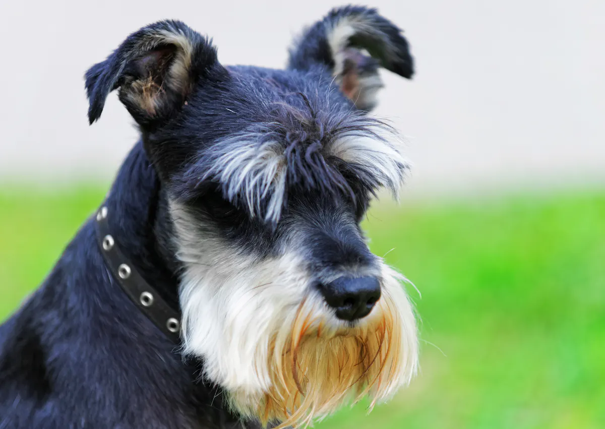 Schnauzer qui regarde vers le bas