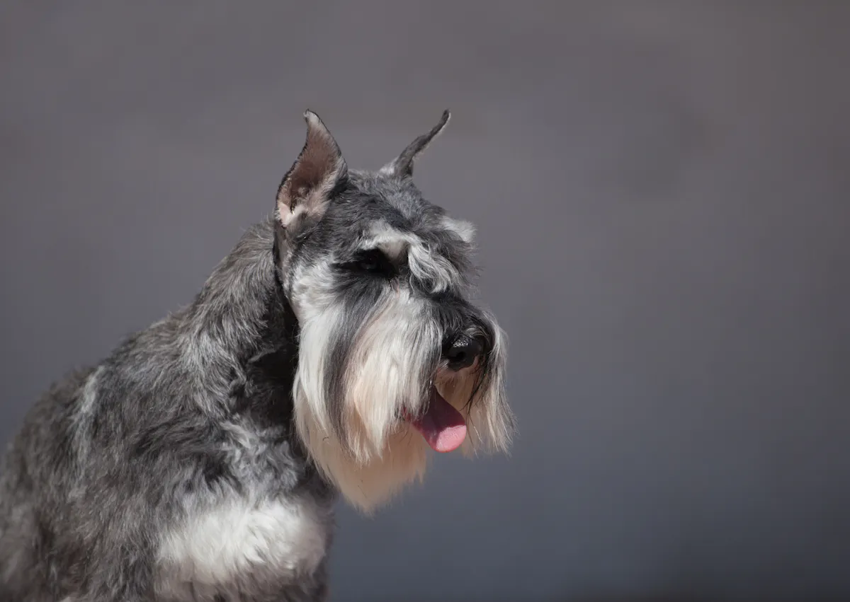 Schnauzer sur un fond gris qui regarde sur le côté 