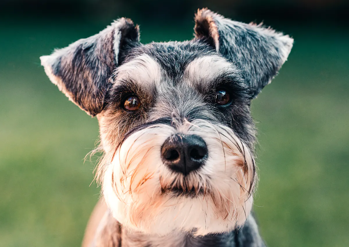 Schnauzer qui regarde droit devant lui la caméra