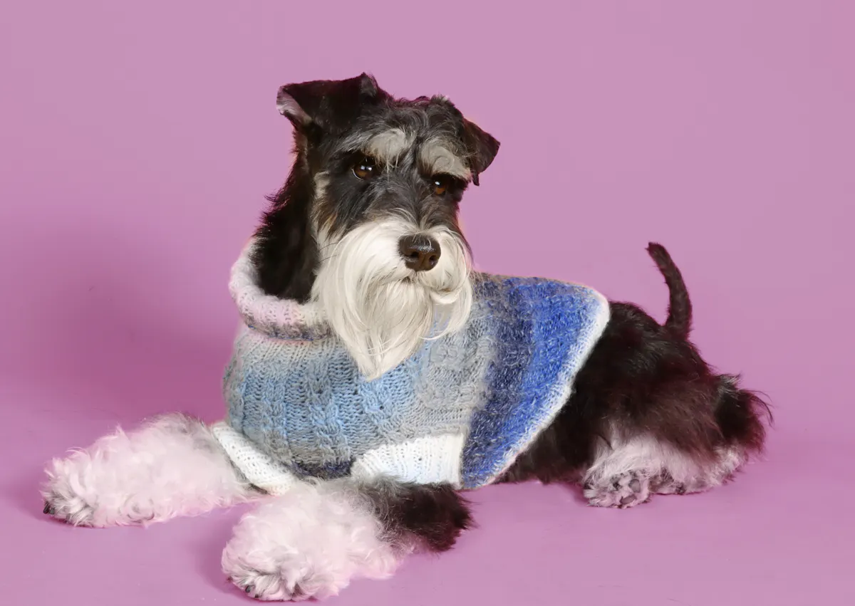 Schnauzer sur un fond violet, il porte une pull bleu