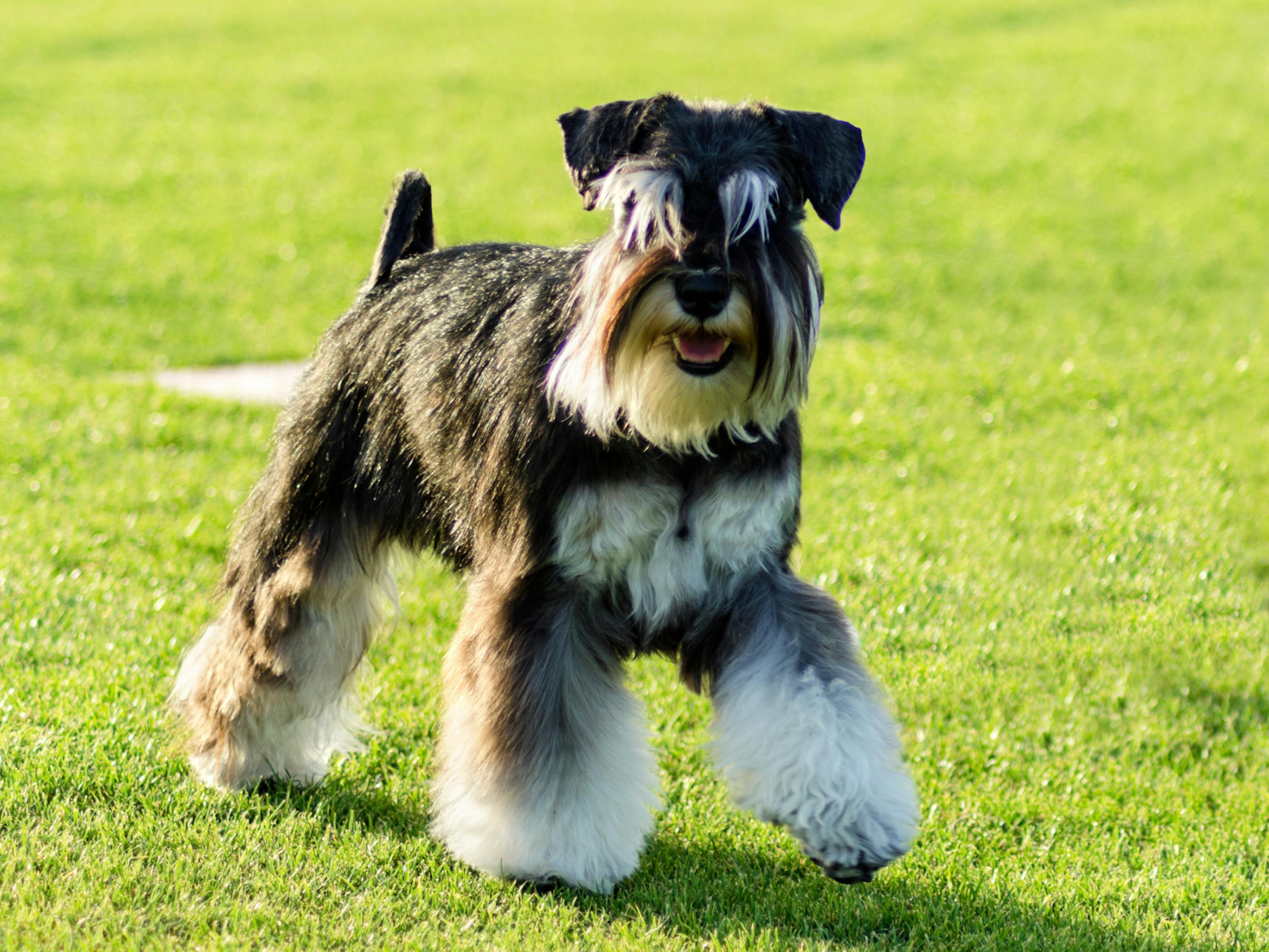 Schnauzer qui marche dans une étendue d'herbes