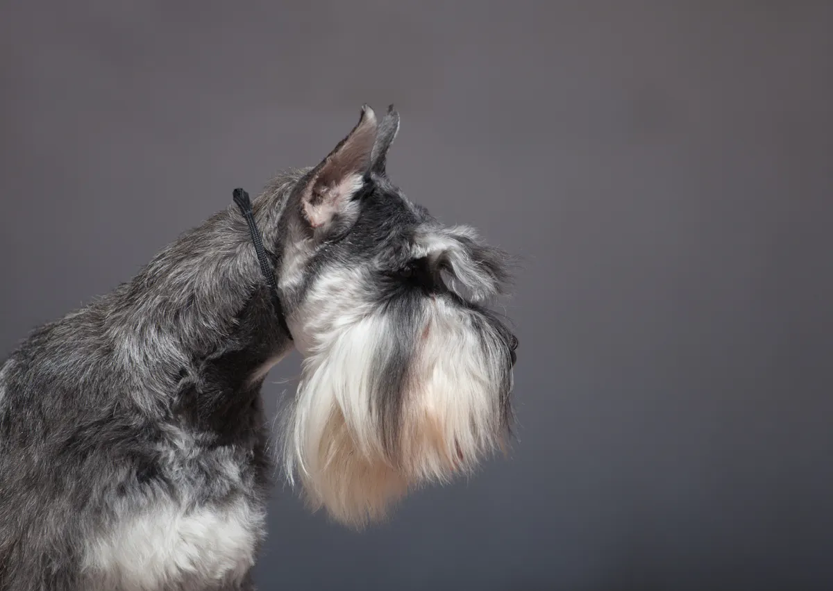 Schnauzer sur fond gris qui regarde sur le côté 