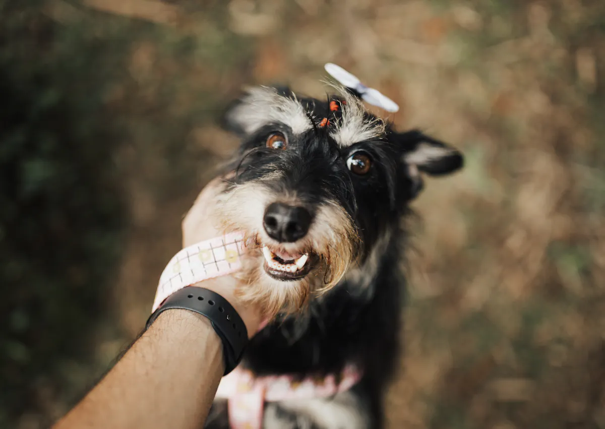 Schnauzer qui se fait caresser par un homme