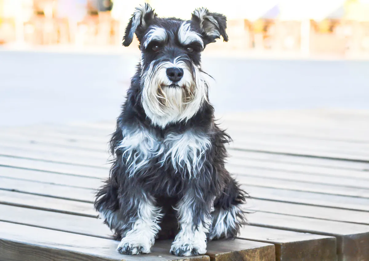 Schnauzer assis sur une terasse 