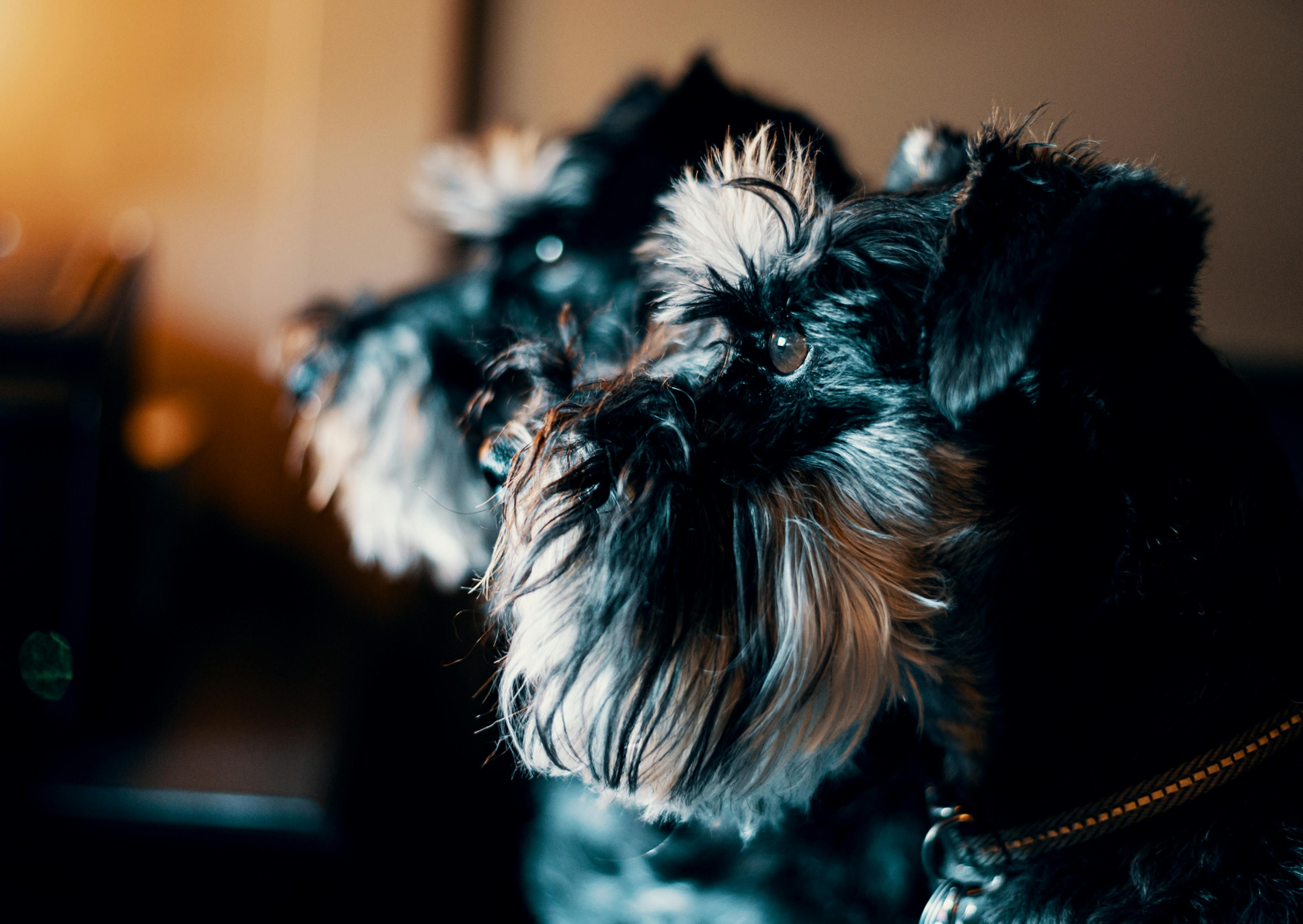 2 schnauzer qui regardent au loin 