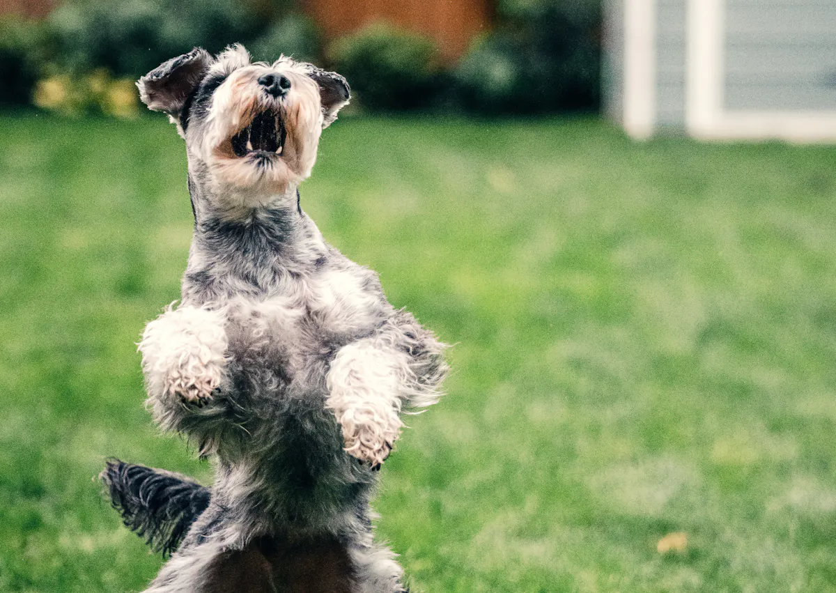 Schnauzer qui saute en l'air et ouvre la gueule