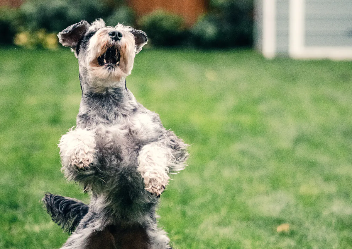 Schnauzer qui saute en l'air et ouvre la gueule 