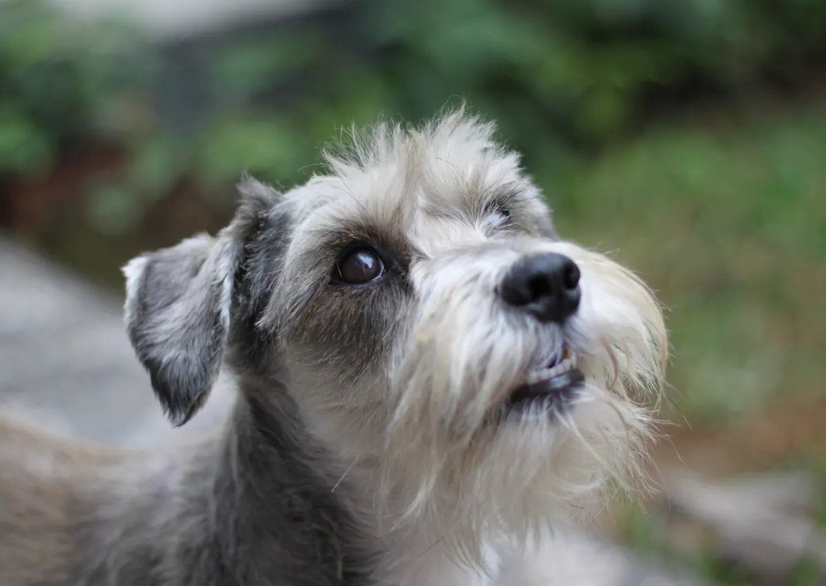 Schnauzer qui regarde vers le haut