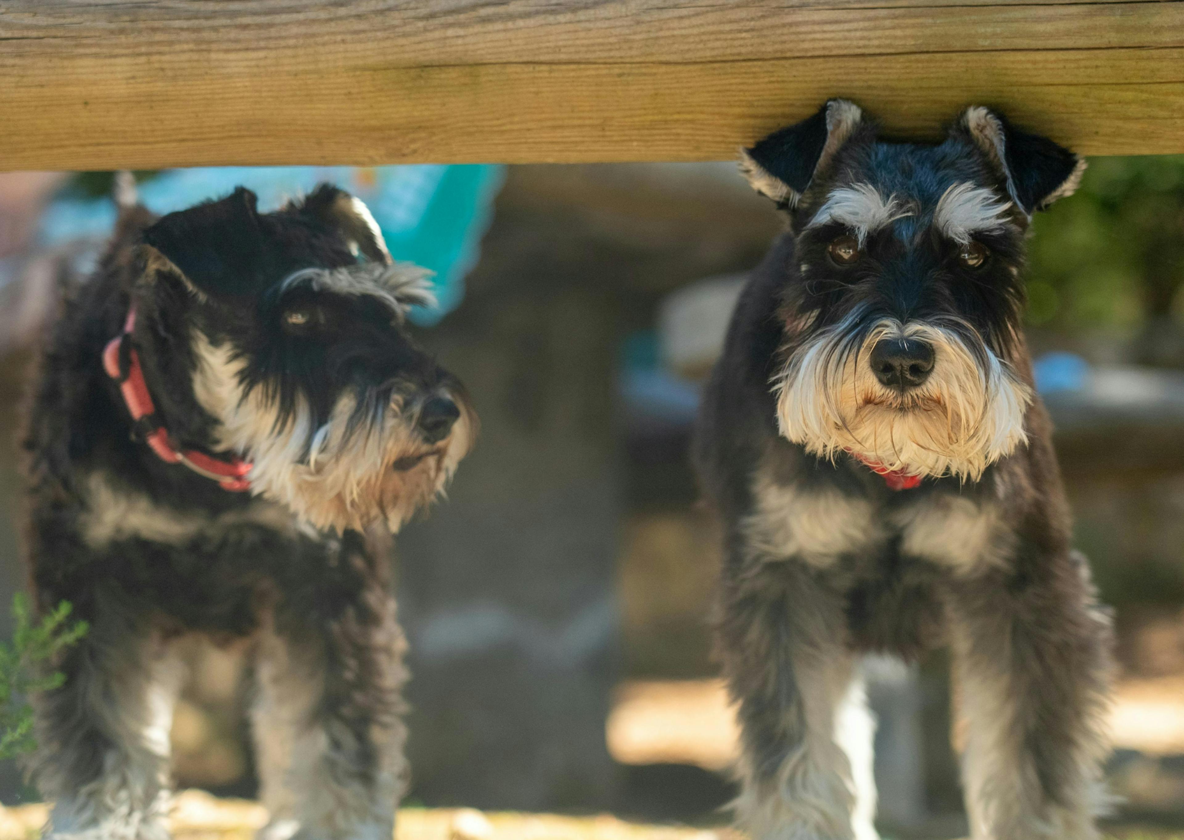2 schnauzer sur une plage 