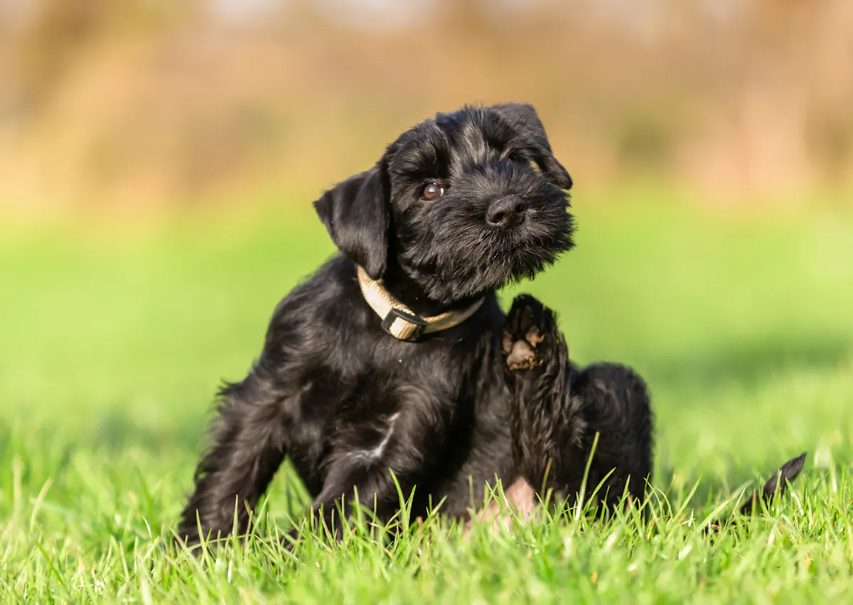 chiot schnauzer qui se gratte dans l'herbe 