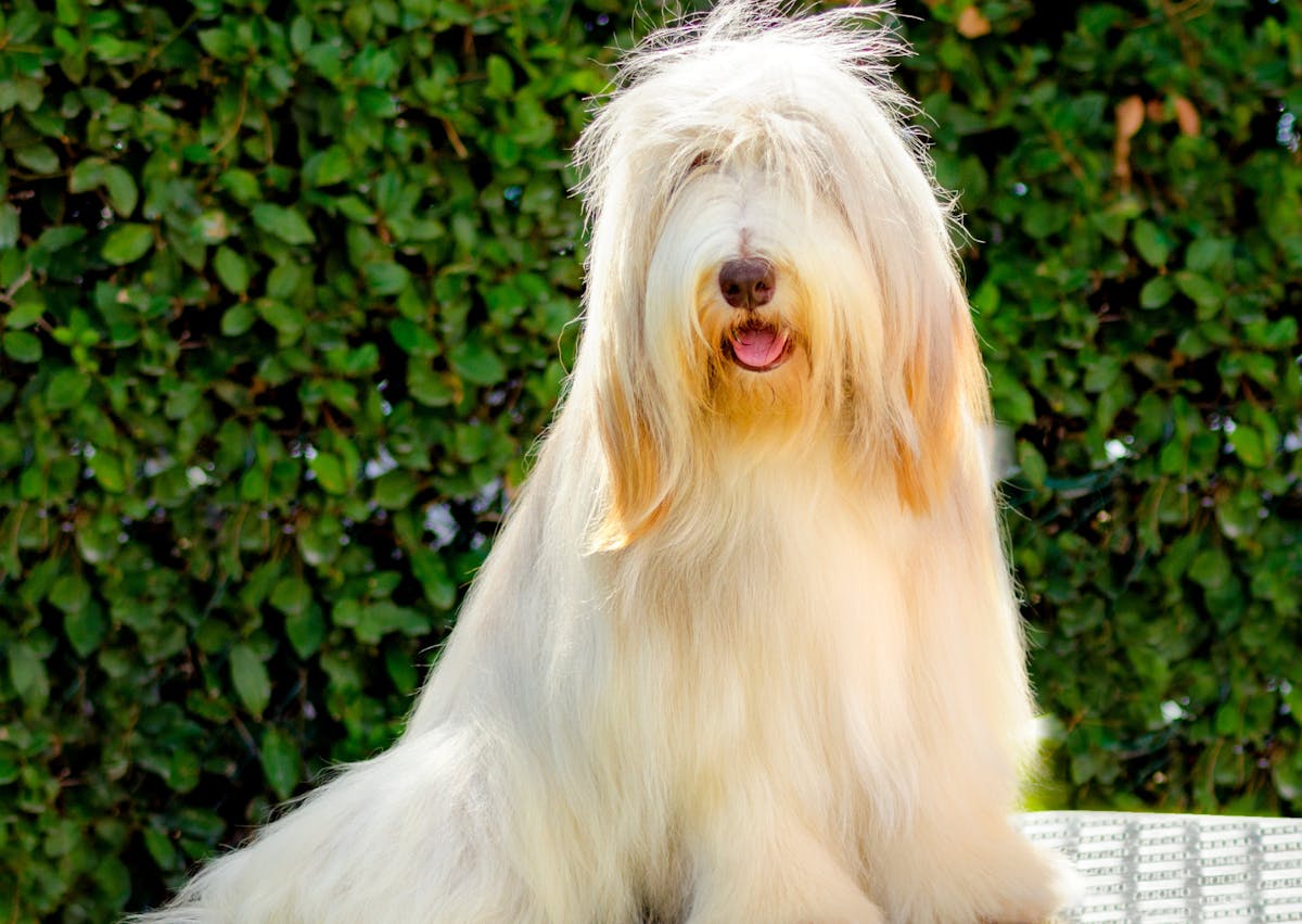 Bearded Collie assis, il regarde devant lui, il est couleur crème