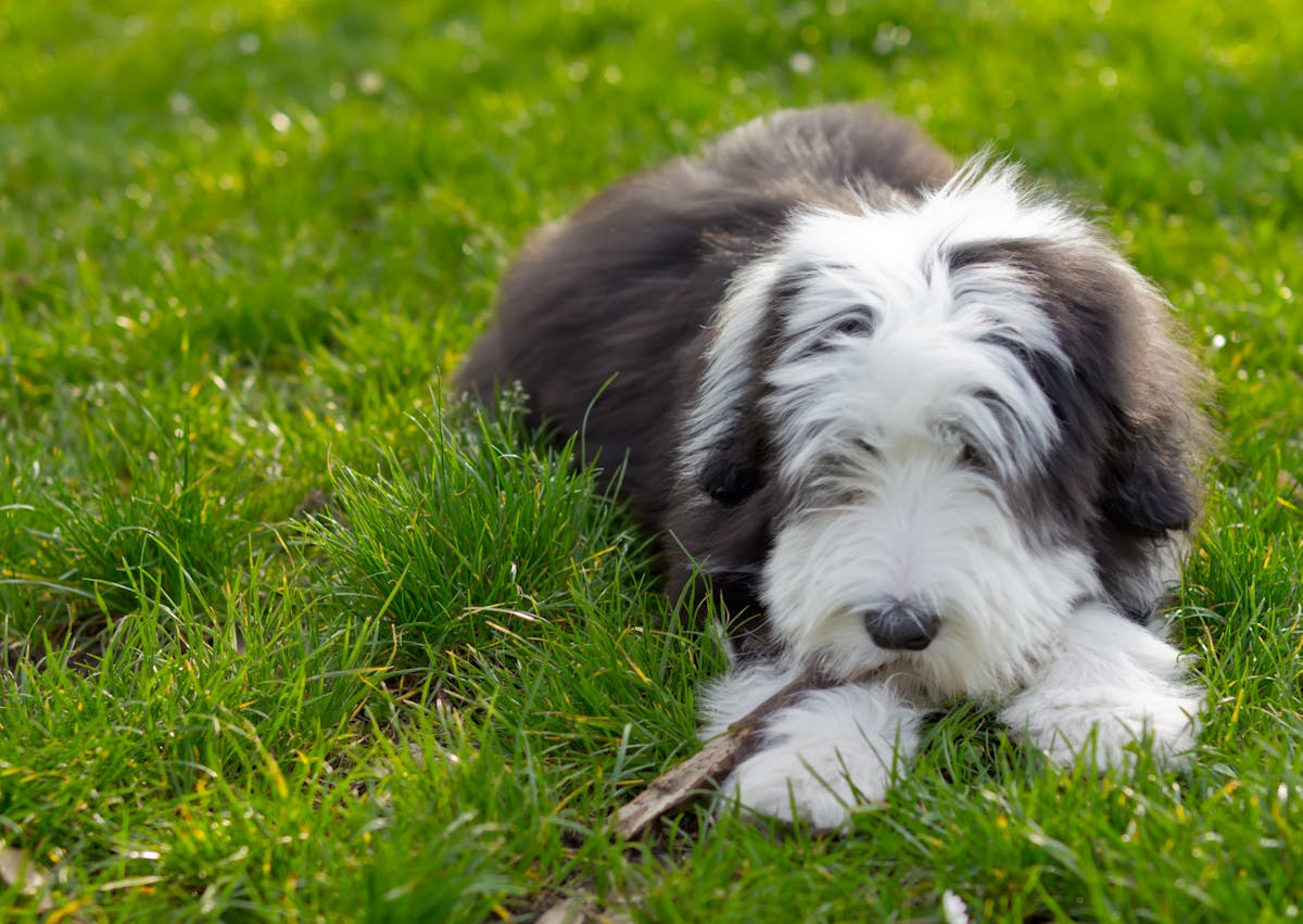 Bearded Collie couché, il joue avec un bâton dans l'herbe