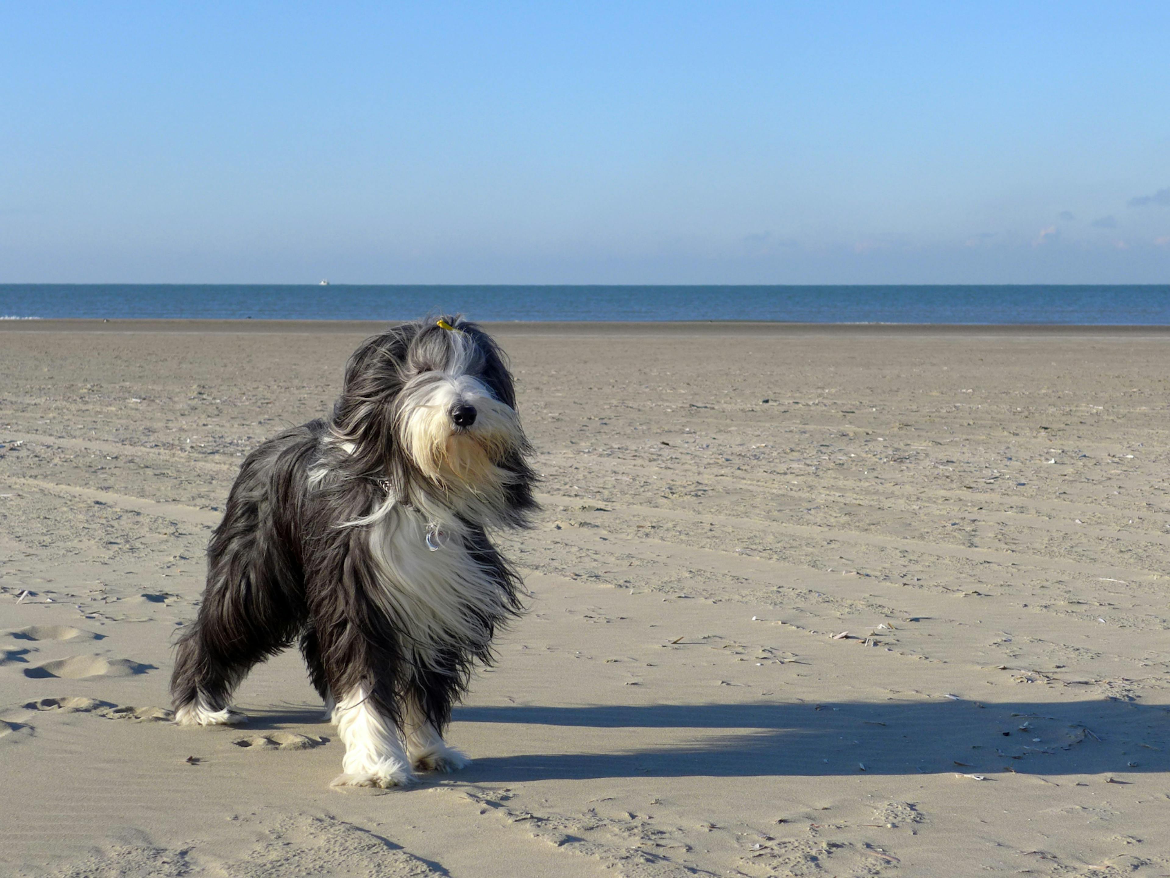 Bearded Collie sur une plage, il prend le vent