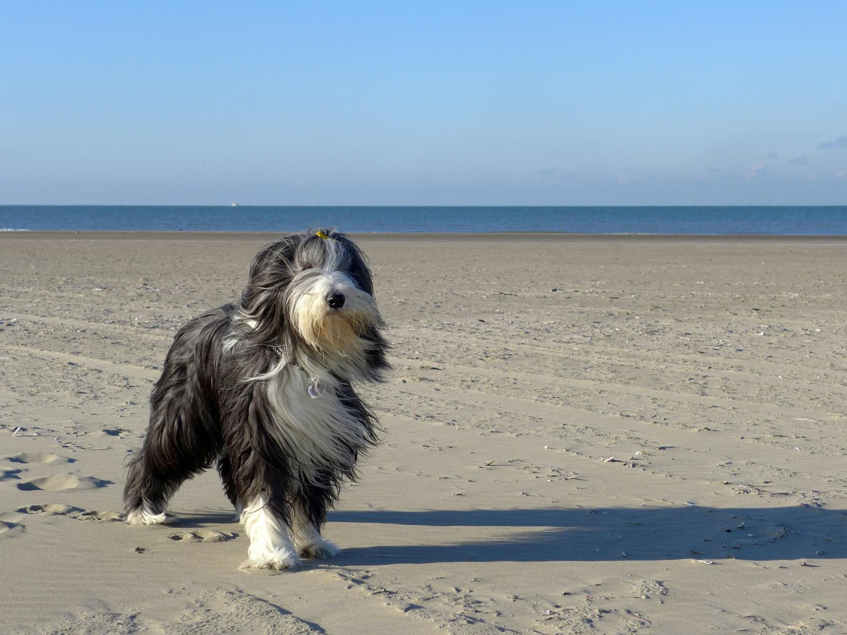 Bearded Collie sur une plage, il prend le vent