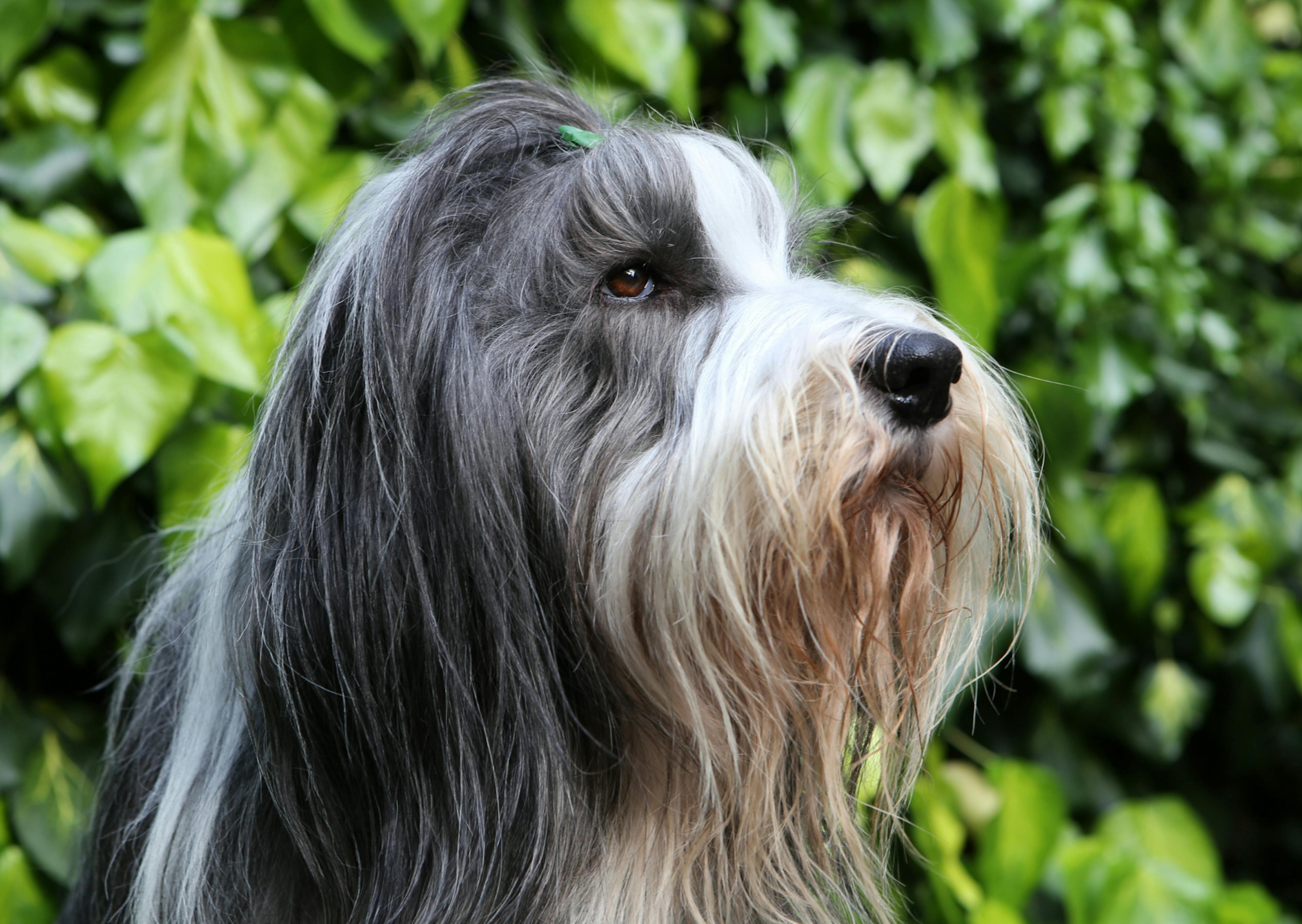 Bearded Collie qui regarde sur le côté, il y a un buisson derrière lui 